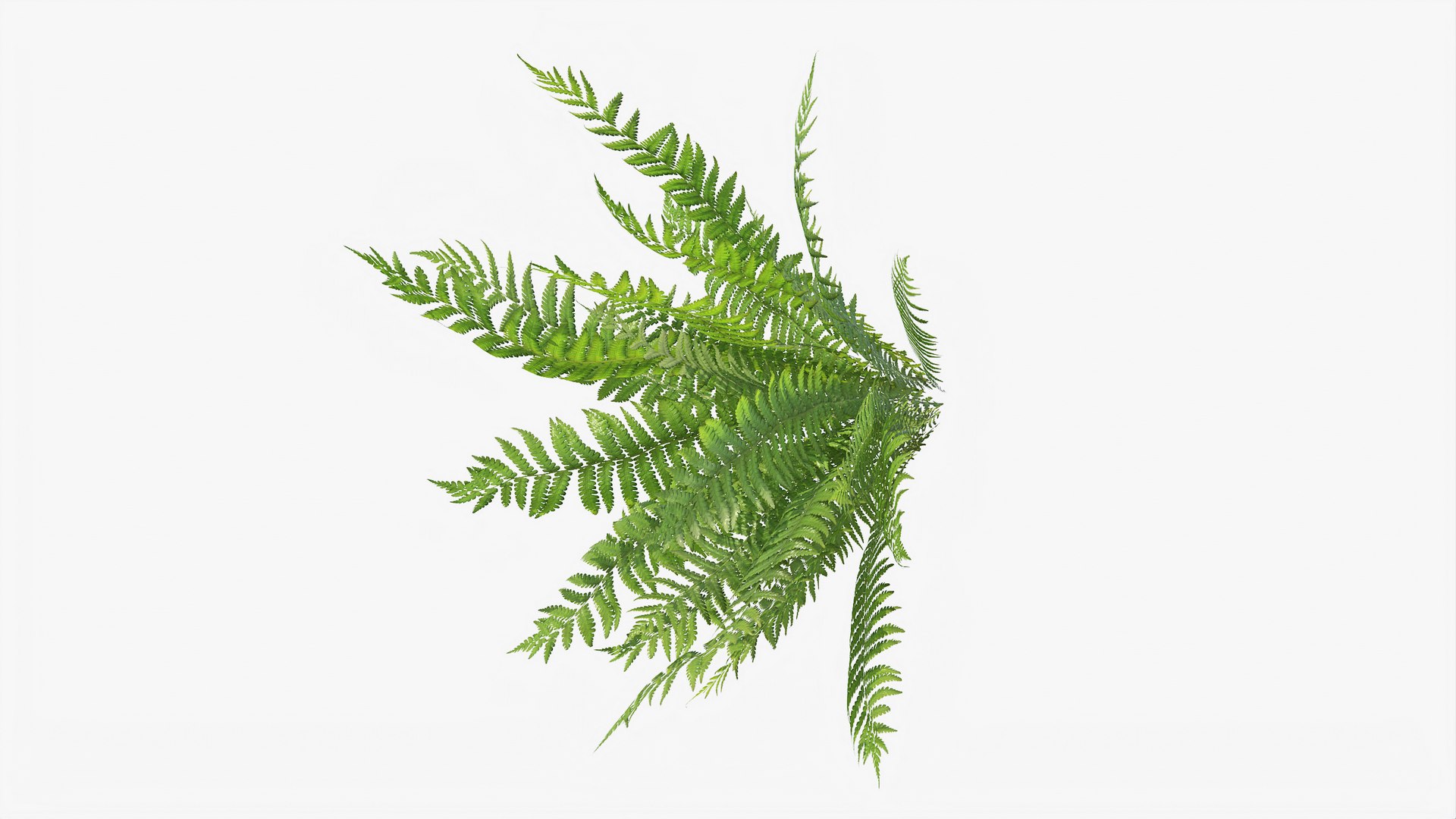 3D 01-07 fern model https://p.turbosquid.com/ts-thumb/ib/ibR5pX/P6JPzbEz/b_0015/jpg/1598603223/1920x1080/fit_q87/e6305fcf255472cd7d46fc2875a859129800f37a/b_0015.jpg