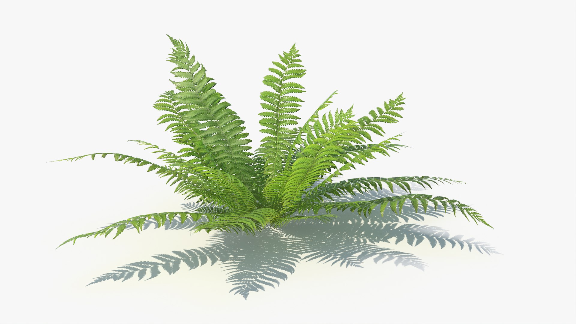 3D 01-07 fern model https://p.turbosquid.com/ts-thumb/ib/ibR5pX/PoMefCGH/a_0003/jpg/1598602969/1920x1080/fit_q87/30dfc08d59f1eee41838dc5b38376ae87bab31c5/a_0003.jpg