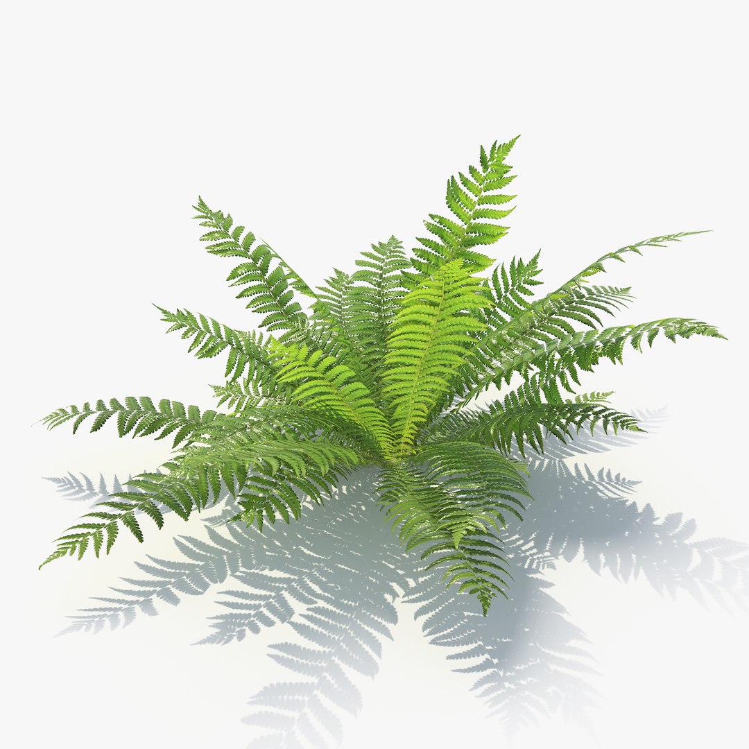 3D 01-07 fern model https://p.turbosquid.com/ts-thumb/ib/ibR5pX/QfuKjotZ/_sign/png/1598602972/1920x1080/fit_q87/dea5d0e8992ae6589c12e11e6ef723a6d6b1664e/_sign.jpg