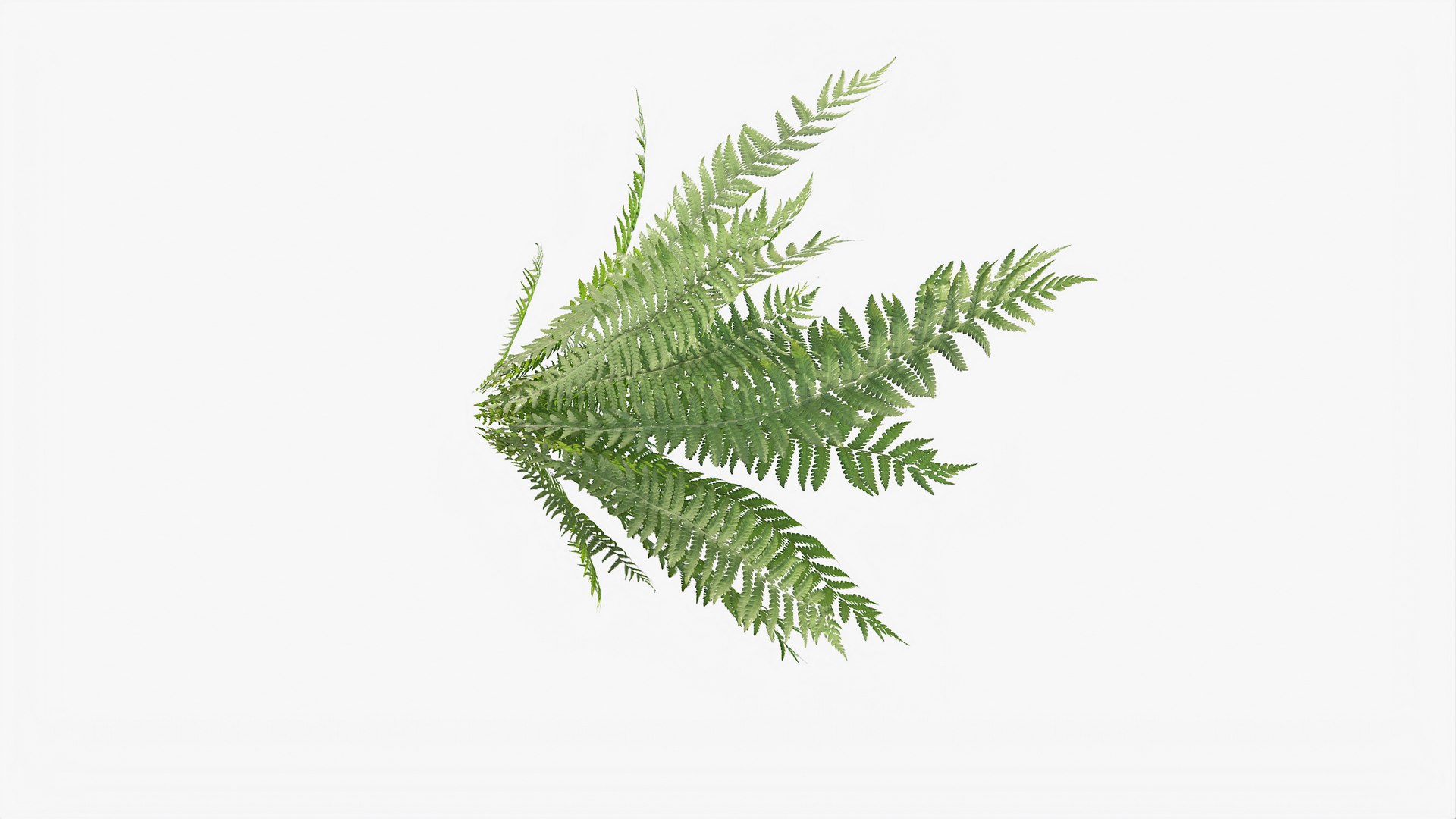 3D 01-07 fern model https://p.turbosquid.com/ts-thumb/ib/ibR5pX/SjtikJ18/b_0006/jpg/1598603222/1920x1080/fit_q87/fbcc2464eaca634a25a3b00d8a45700d63f4cd99/b_0006.jpg