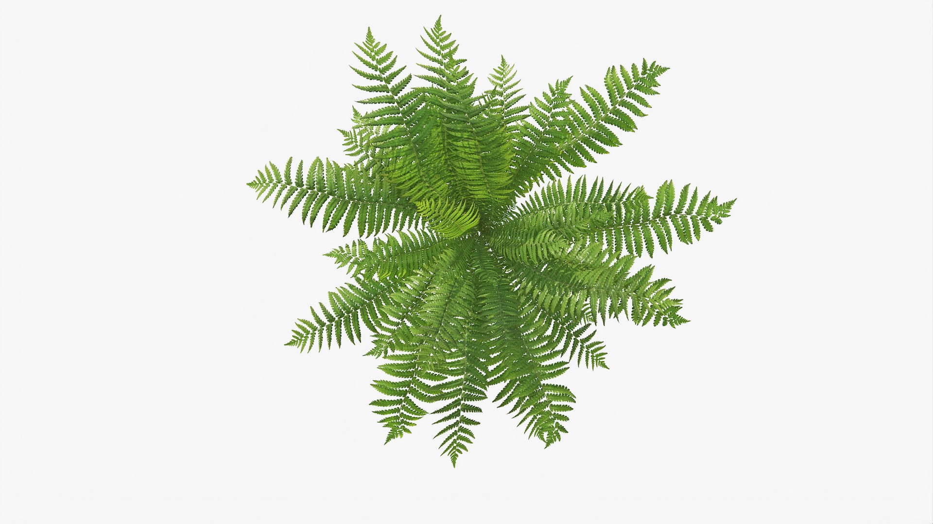3D 01-07 fern model https://p.turbosquid.com/ts-thumb/ib/ibR5pX/SyGYQJhV/b_0000/jpg/1598603528/1920x1080/fit_q87/c1cd87e1f18350f68e42ccd2dc78e7b35d81058a/b_0000.jpg