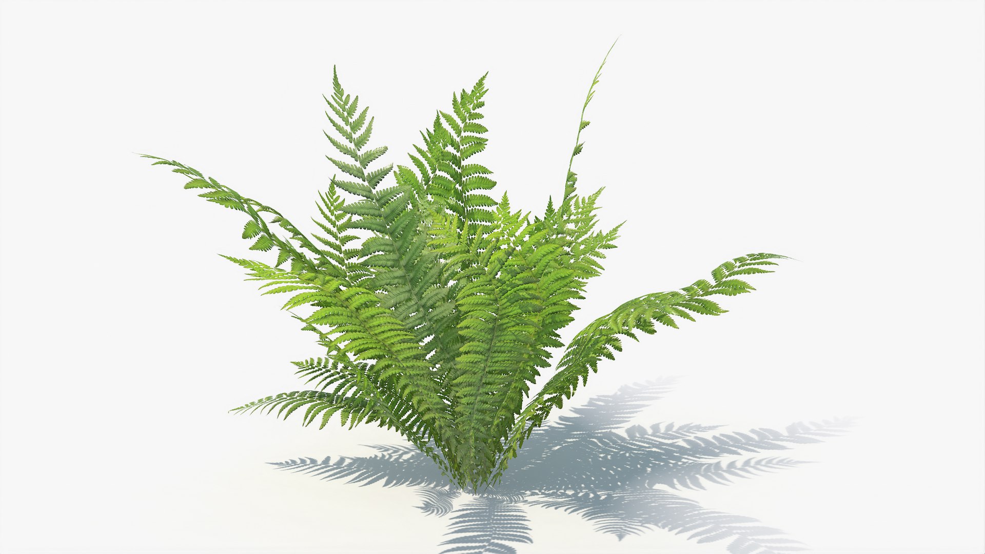 3D 01-07 fern model https://p.turbosquid.com/ts-thumb/ib/ibR5pX/TN2phu83/a_0006/jpg/1598603115/1920x1080/fit_q87/d8869c8bcd8f53a109a3e9bb02e3763923fff706/a_0006.jpg