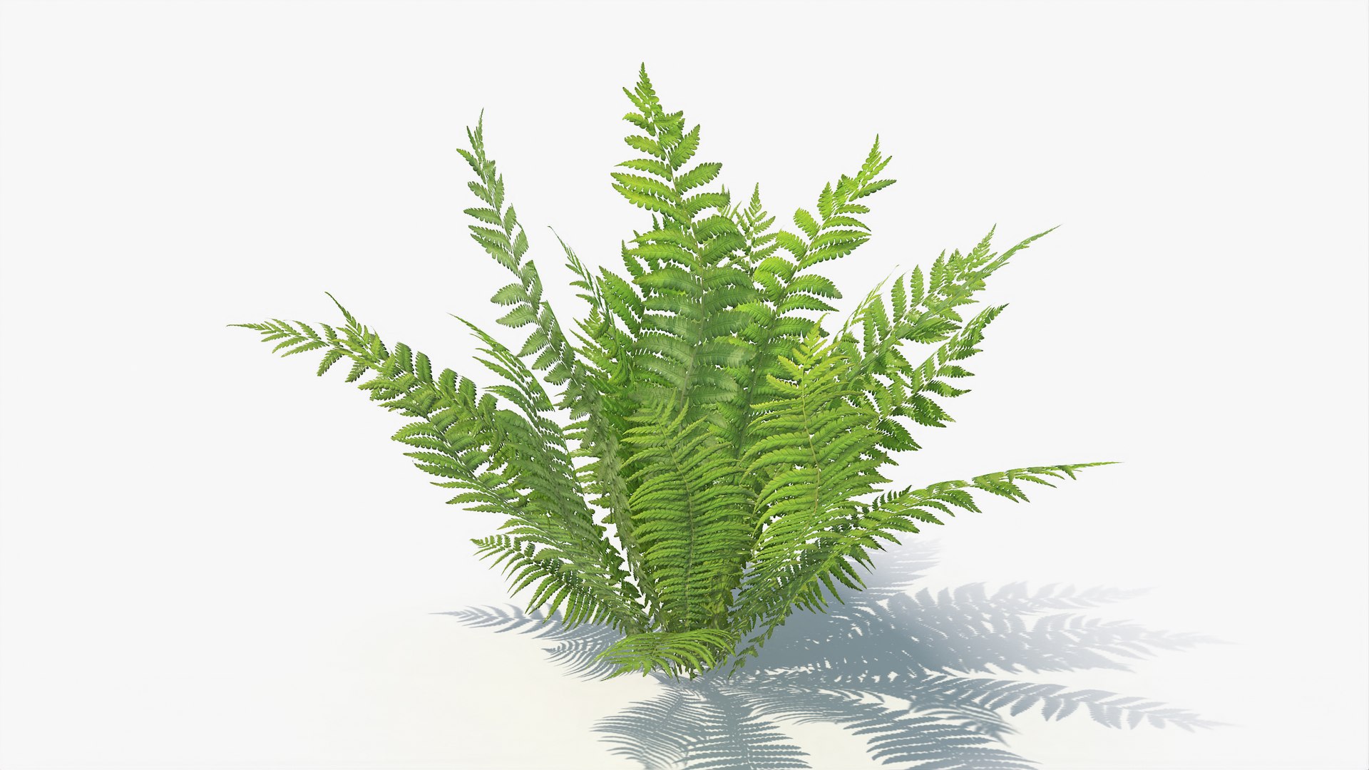 3D 01-07 fern model https://p.turbosquid.com/ts-thumb/ib/ibR5pX/U0tMwTtd/a_0006/jpg/1598603216/1920x1080/fit_q87/a01dd753aa831e11642a4fef55e3a0c9e5575899/a_0006.jpg