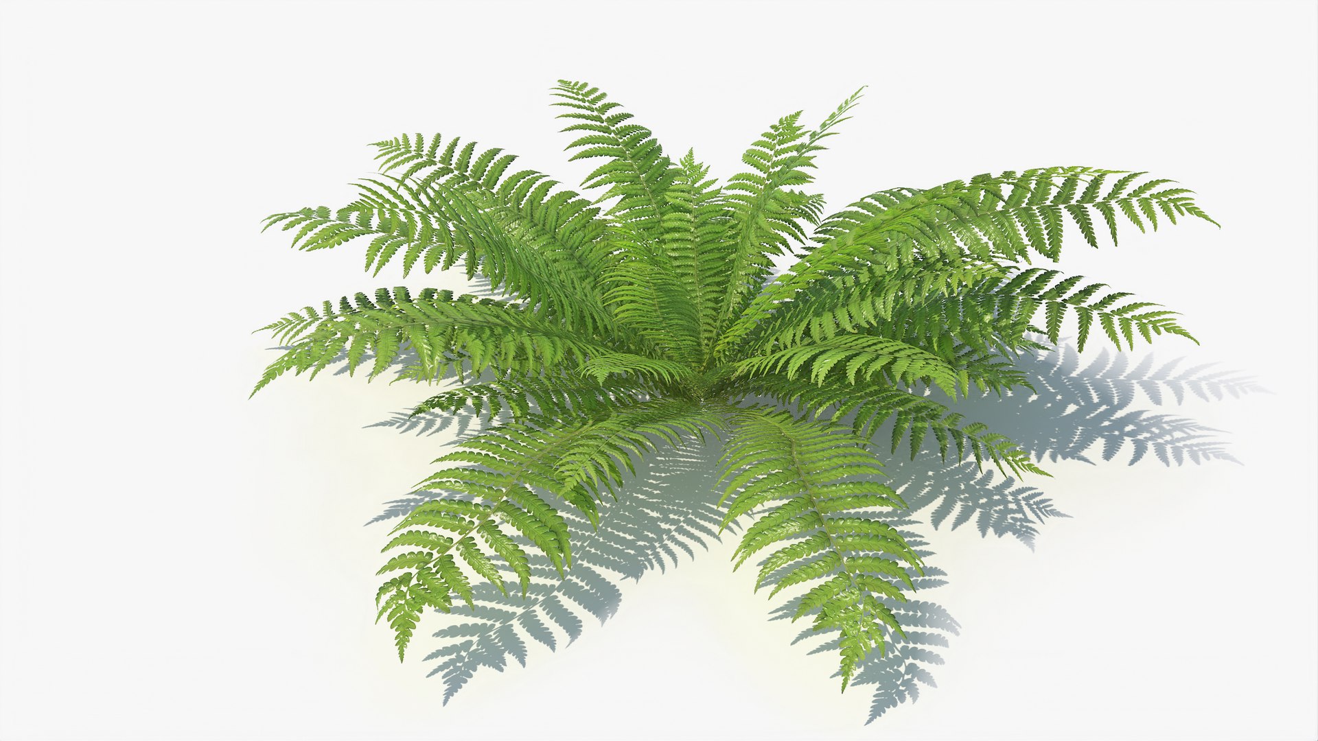 3D 01-07 fern model https://p.turbosquid.com/ts-thumb/ib/ibR5pX/UHBi0gmb/a_0012/jpg/1598603528/1920x1080/fit_q87/6e5237e4fe6cad8260891fcacd22b340dba51e93/a_0012.jpg