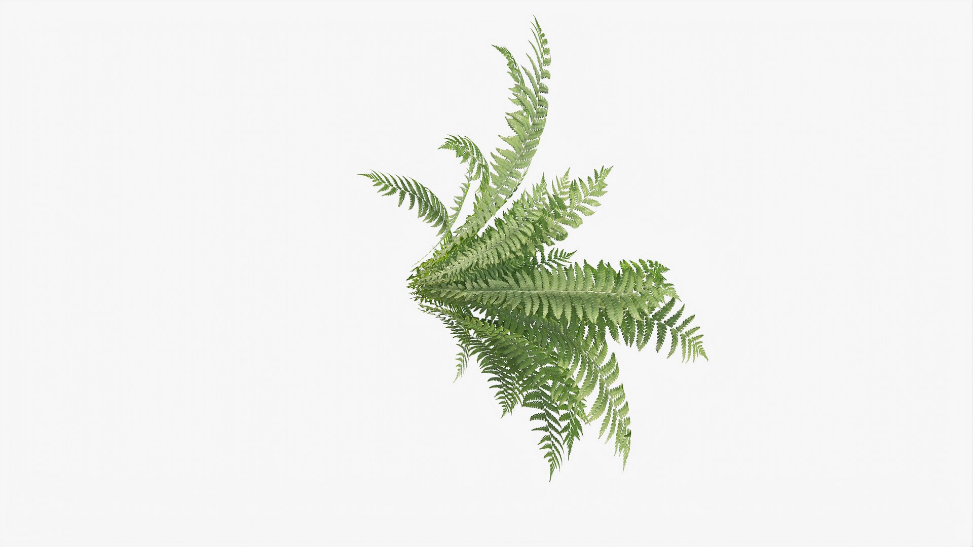 3D 01-07 fern model https://p.turbosquid.com/ts-thumb/ib/ibR5pX/UmV7qYR3/b_0006/jpg/1598603360/1920x1080/fit_q87/6ad3c955f15500df088bab230f9aebd7e7d6c24f/b_0006.jpg