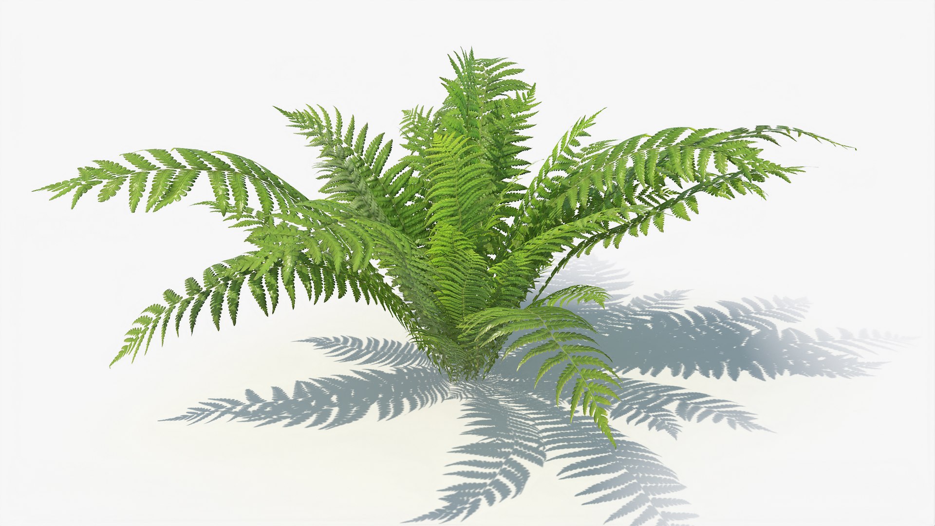 3D 01-07 fern model https://p.turbosquid.com/ts-thumb/ib/ibR5pX/W3FgCvLY/a_0009/jpg/1598603361/1920x1080/fit_q87/bd8cd5de044dc148c959d82a5aecf97300d7da6e/a_0009.jpg