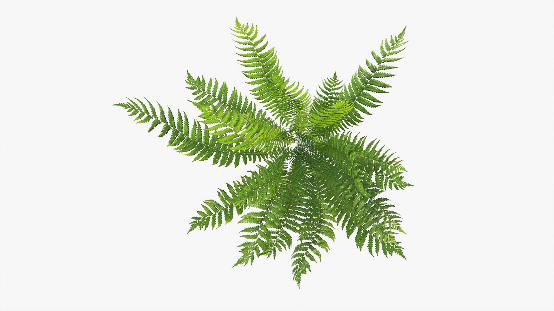 3D 01-07 fern model https://p.turbosquid.com/ts-thumb/ib/ibR5pX/Wo9trVTI/b_0000/jpg/1598603223/1920x1080/fit_q87/6745c627639d6072c9e6c50f22f249fc6604b738/b_0000.jpg