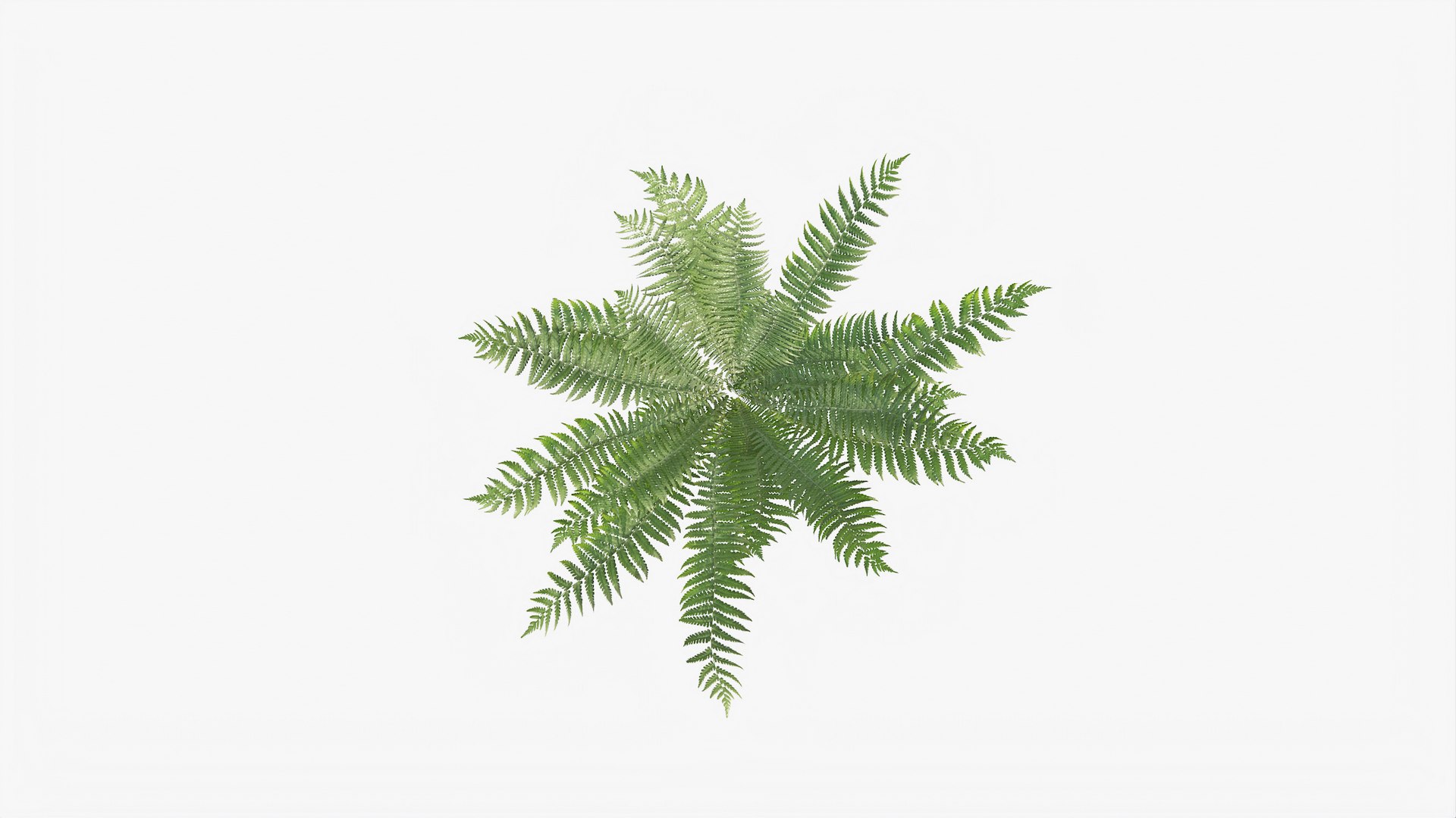 3D 01-07 fern model https://p.turbosquid.com/ts-thumb/ib/ibR5pX/XRwNJ4BZ/b_0009/jpg/1598602983/1920x1080/fit_q87/8a8d6b0e045fb5e8b654bd18951552244d84da5f/b_0009.jpg
