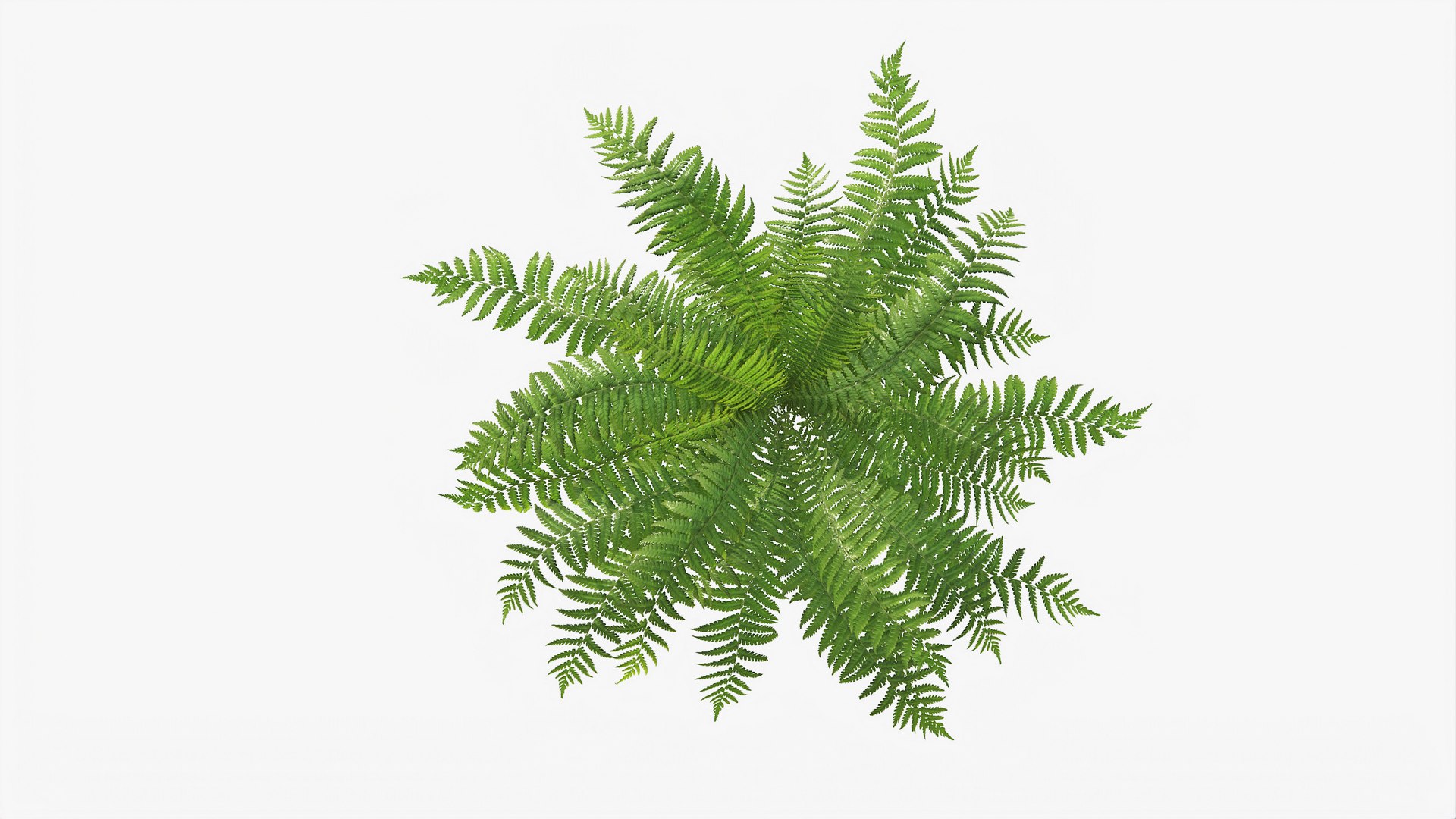 3D 01-07 fern model https://p.turbosquid.com/ts-thumb/ib/ibR5pX/YHnfAn12/b_0000/jpg/1598603462/1920x1080/fit_q87/f84314a4f10fd4c5a0be785a797cd38b9c747b7e/b_0000.jpg