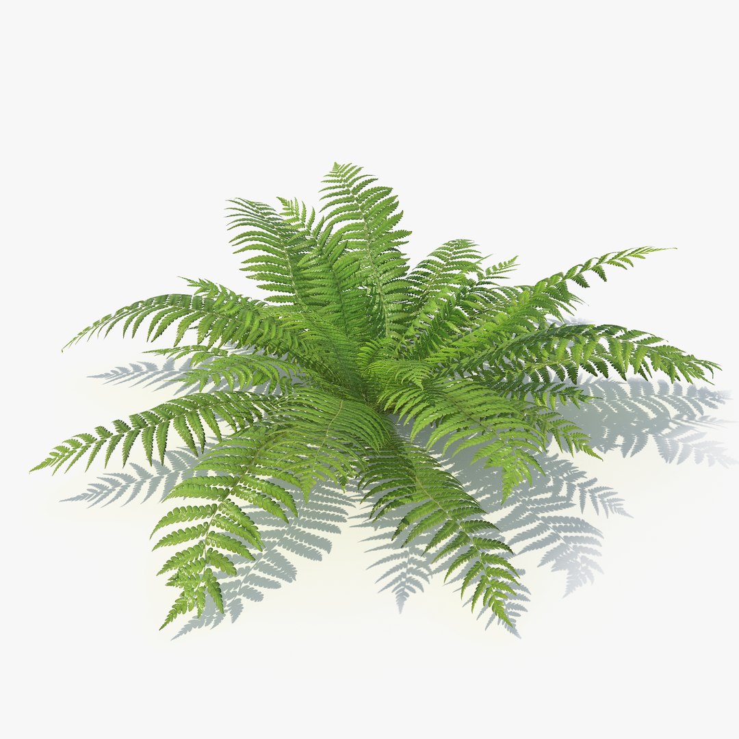 3D 01-07 fern model https://p.turbosquid.com/ts-thumb/ib/ibR5pX/ZOwsxyud/_sign/png/1598603521/1920x1080/fit_q87/ed0dcb276fc66101b609bf925b0fc2c4940b0377/_sign.jpg