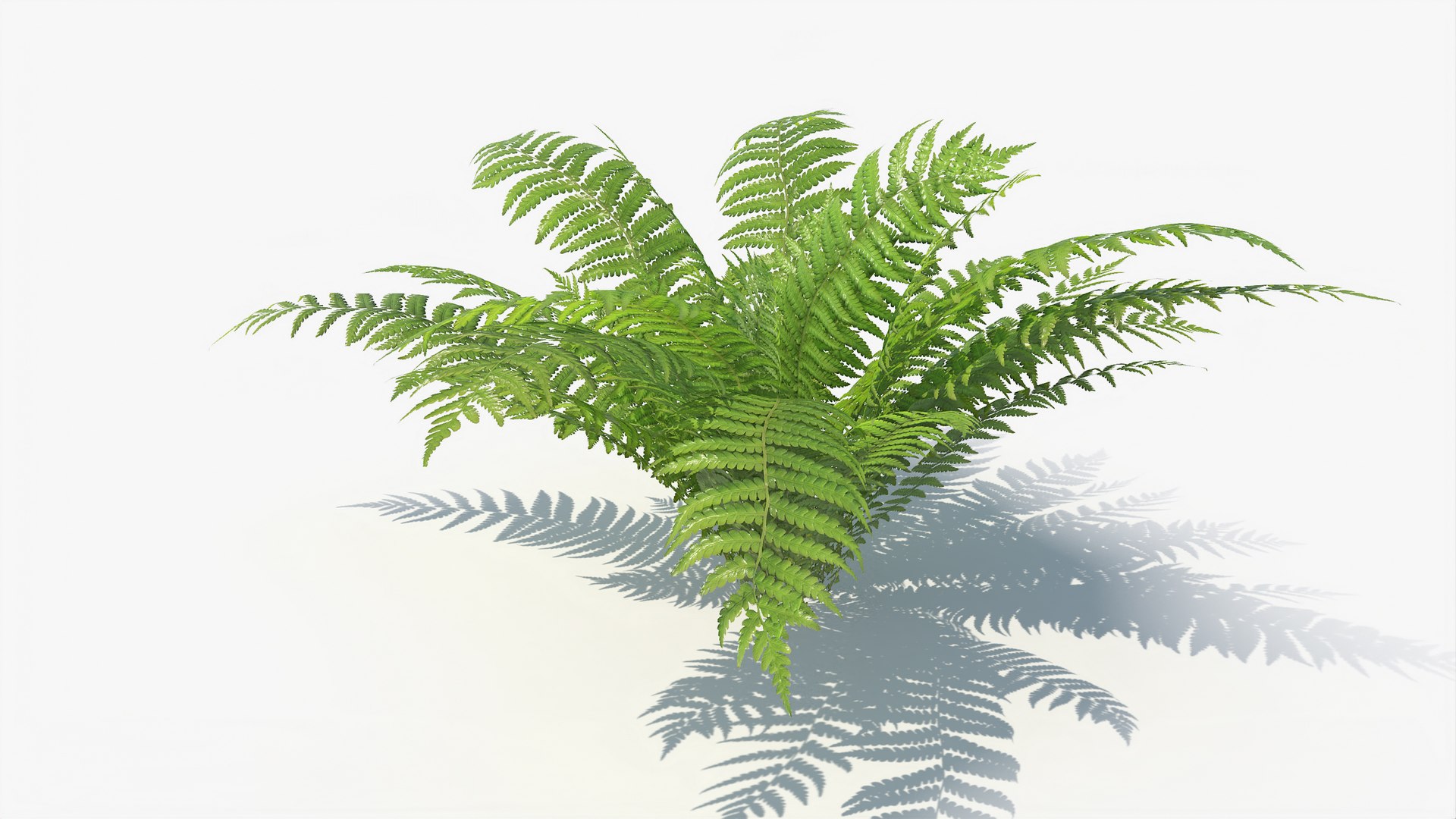3D 01-07 fern model https://p.turbosquid.com/ts-thumb/ib/ibR5pX/Zeid6aMy/a_0003/jpg/1598603354/1920x1080/fit_q87/131ef0d690909b79ddc556cb177622fd60c3cfea/a_0003.jpg