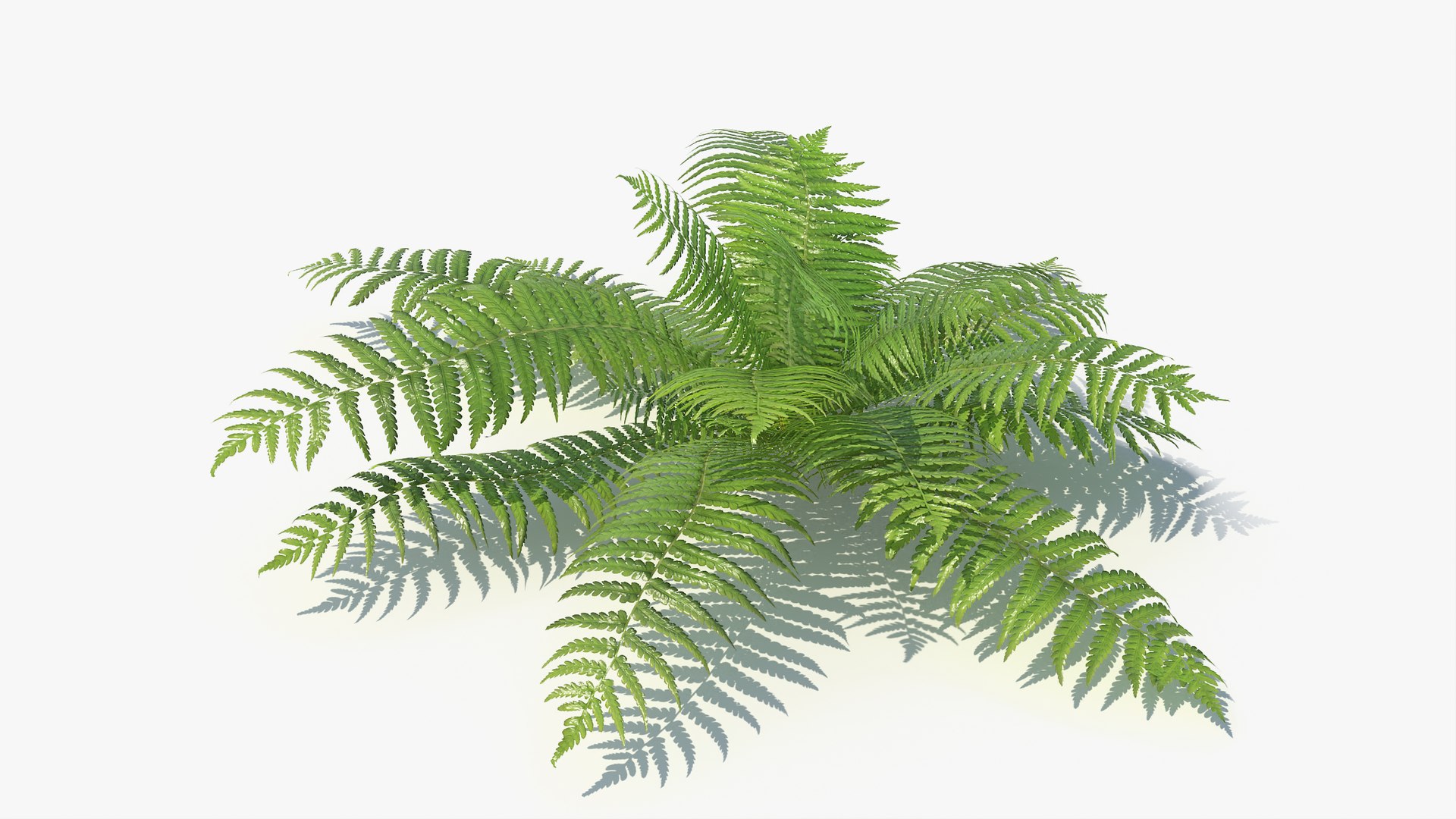 3D 01-07 fern model https://p.turbosquid.com/ts-thumb/ib/ibR5pX/c5GJuCOX/a_0012/jpg/1598602848/1920x1080/fit_q87/6e72d248431bf9bbf1904623c39ec91137a23bc6/a_0012.jpg