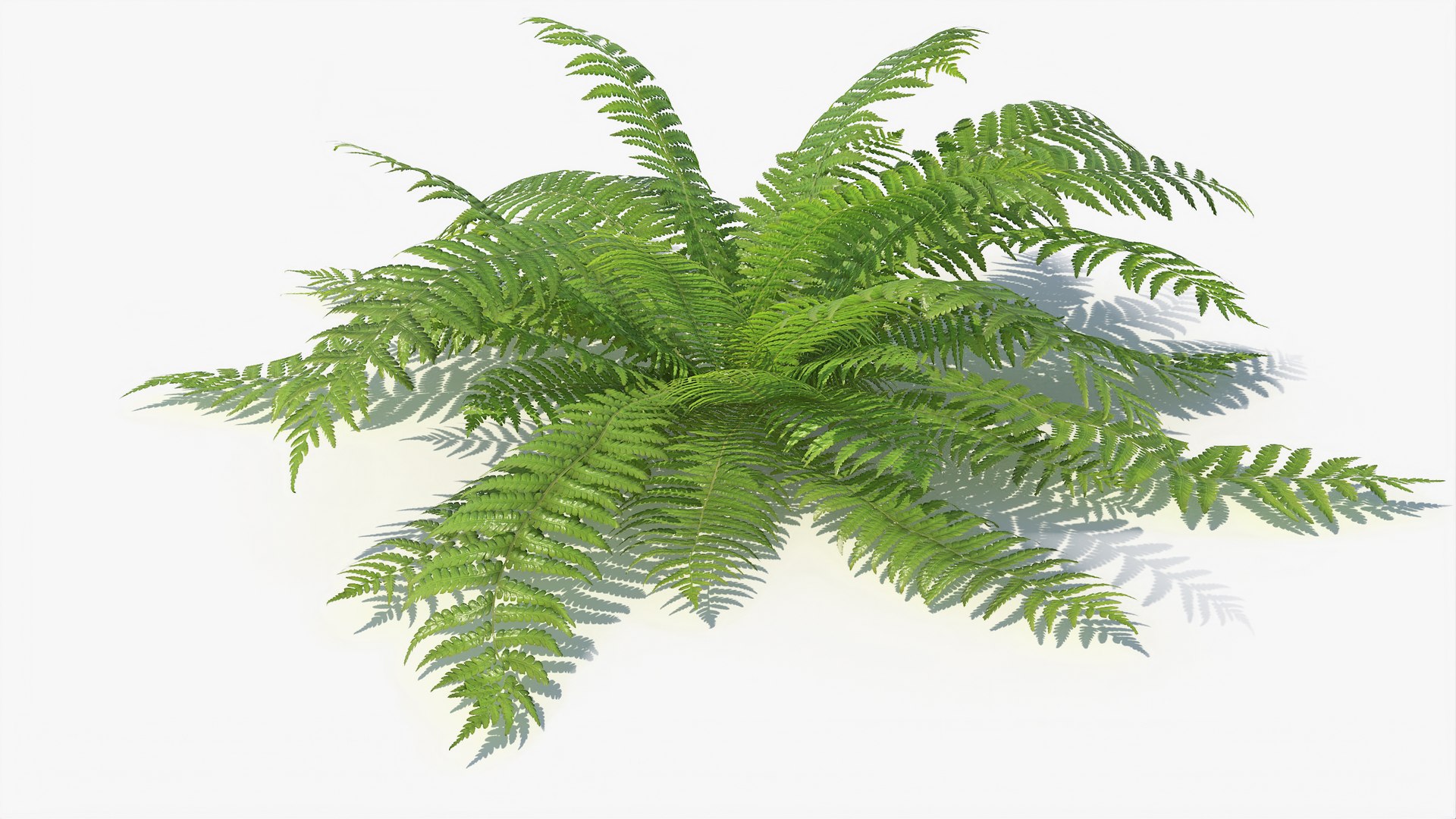 3D 01-07 fern model https://p.turbosquid.com/ts-thumb/ib/ibR5pX/cLqwK86A/a_0009/jpg/1598603463/1920x1080/fit_q87/7850cee998bc06abce1fe9d3ae57c9ffc5b7adce/a_0009.jpg