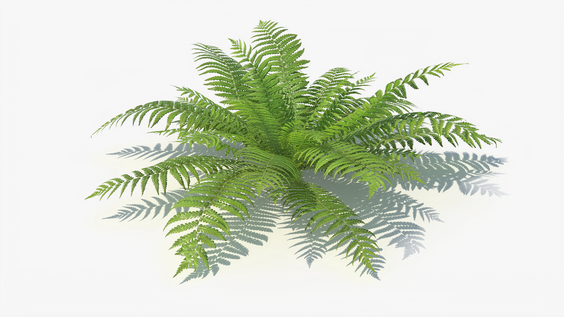 3D 01-07 fern model https://p.turbosquid.com/ts-thumb/ib/ibR5pX/eeQwEkeK/t/jpg/1598602626/1920x1080/turn_fit_q99/493f376dc44be450ef4aca1ee9ec939bb69c2e90/t-1.jpg
