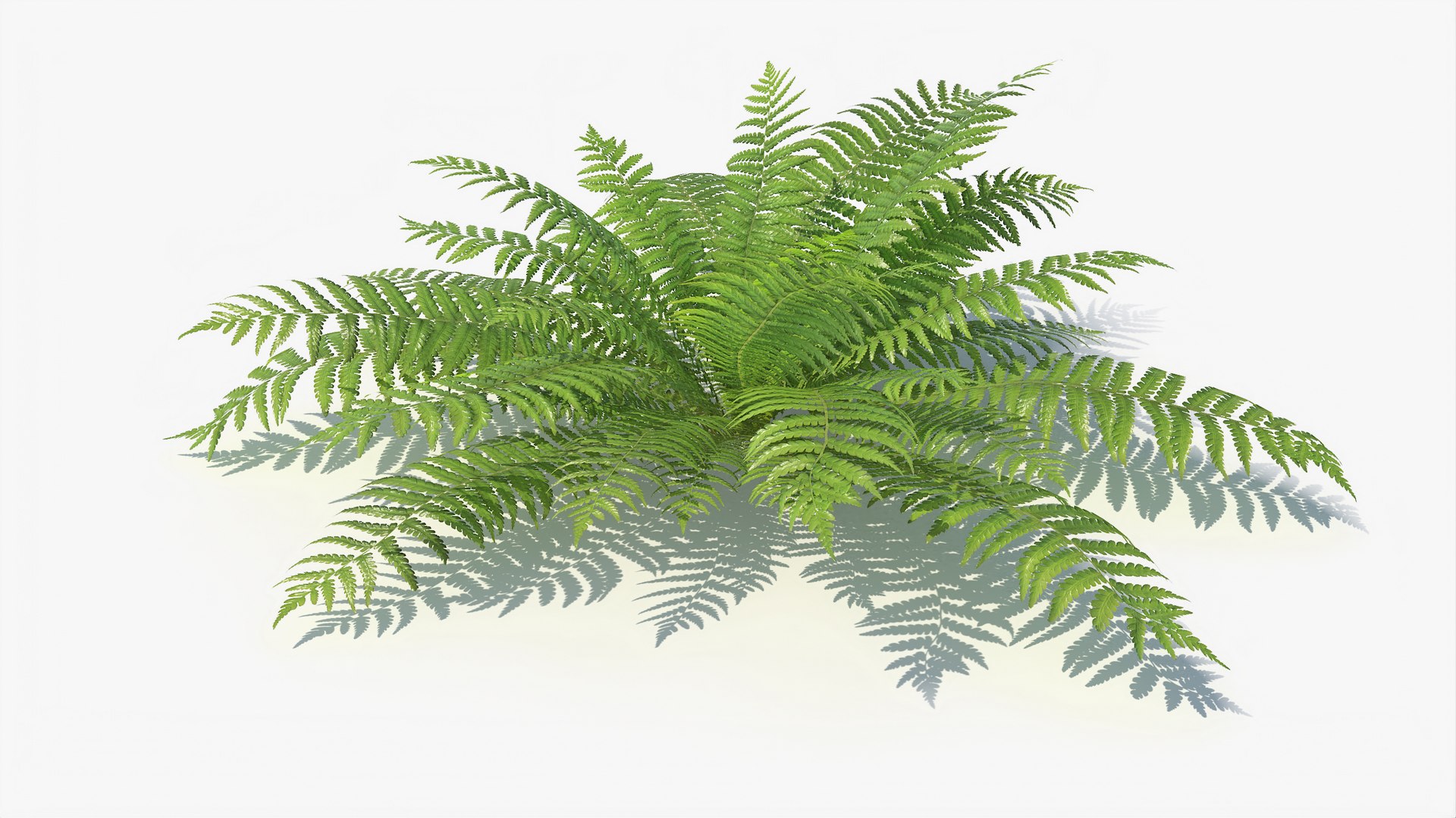 3D 01-07 fern model https://p.turbosquid.com/ts-thumb/ib/ibR5pX/eiQWntS9/a_0015/jpg/1598603528/1920x1080/fit_q87/f935ebc18f28d3d071a23536d65beac3fd1bbc59/a_0015.jpg