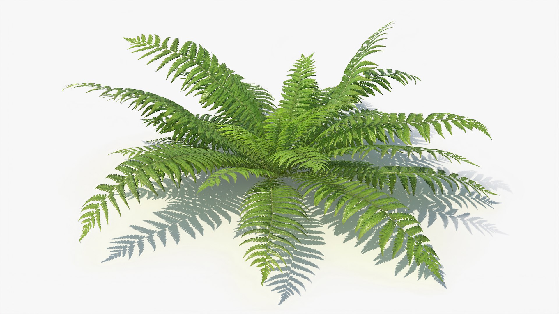 3D 01-07 fern model https://p.turbosquid.com/ts-thumb/ib/ibR5pX/gJzw80zB/a_0003/jpg/1598603518/1920x1080/fit_q87/c94988b5d26bddf5884852e72a17531807ddd300/a_0003.jpg