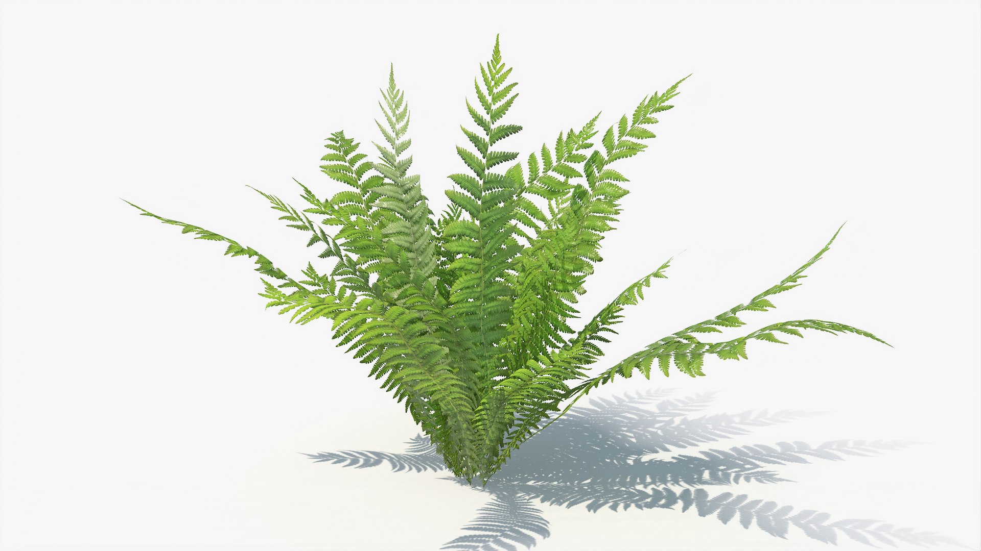 3D 01-07 fern model https://p.turbosquid.com/ts-thumb/ib/ibR5pX/gzohv9EZ/a_0003/jpg/1598603117/1920x1080/fit_q87/da0faa939b2807290d57b41afb3ce252eea66d21/a_0003.jpg
