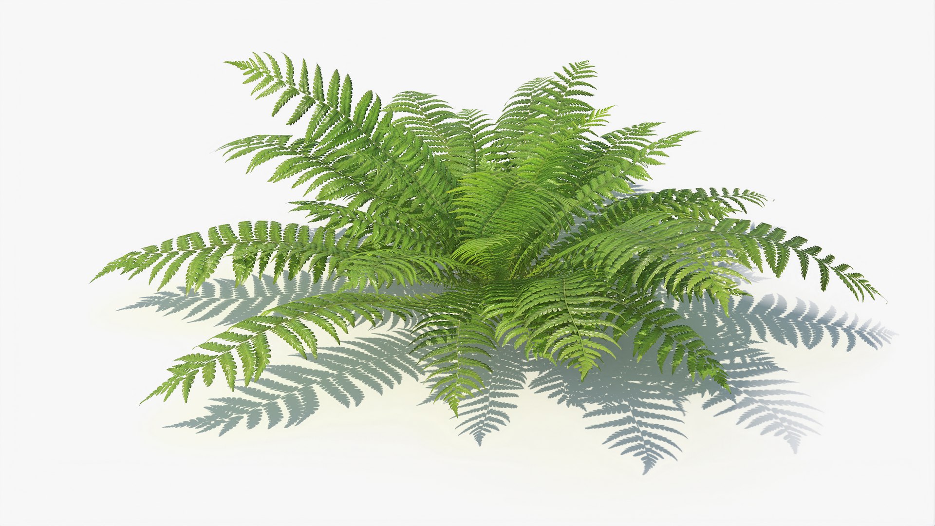 3D 01-07 fern model https://p.turbosquid.com/ts-thumb/ib/ibR5pX/i26DKEhW/a_0009/jpg/1598603522/1920x1080/fit_q87/c15f21e6b8bd9cb0bee5528d59215895a9a6fda1/a_0009.jpg