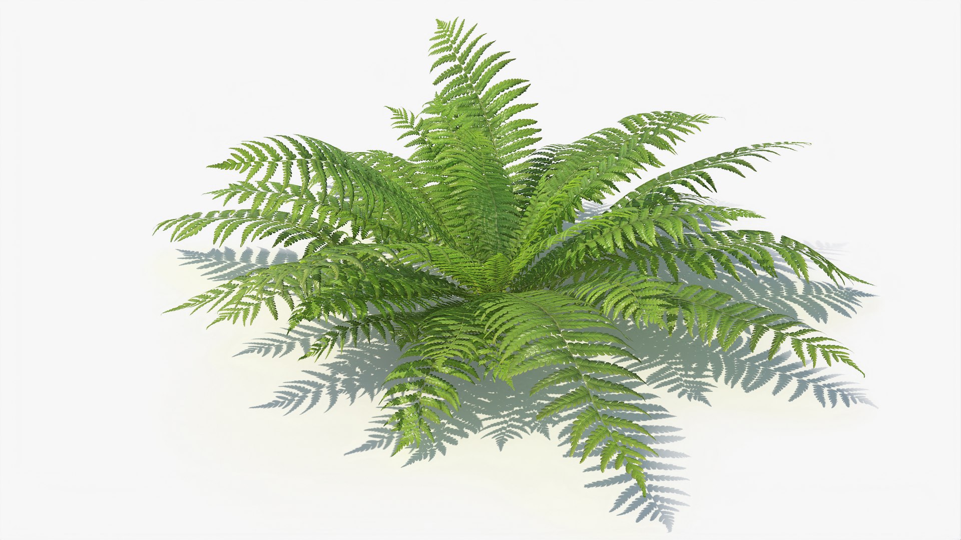 3D 01-07 fern model https://p.turbosquid.com/ts-thumb/ib/ibR5pX/iSZR3qKN/a_0006/jpg/1598603523/1920x1080/fit_q87/02bde0d048baf16a9b25b3190038614acf71d5e3/a_0006.jpg