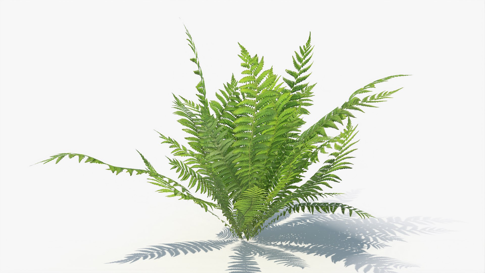 3D 01-07 fern model https://p.turbosquid.com/ts-thumb/ib/ibR5pX/j6vH4rC7/a_0015/jpg/1598603123/1920x1080/fit_q87/993cc380ef7a14623eb8d6ae1d8942904b8c1593/a_0015.jpg