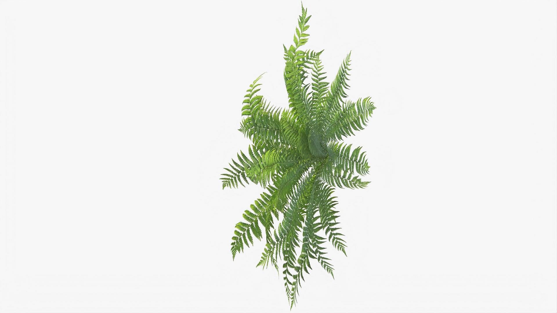 3D 01-07 fern model https://p.turbosquid.com/ts-thumb/ib/ibR5pX/jNYdv1ZK/b_0012/jpg/1598603464/1920x1080/fit_q87/91656da544d0277c390f531370e048563bcead01/b_0012.jpg