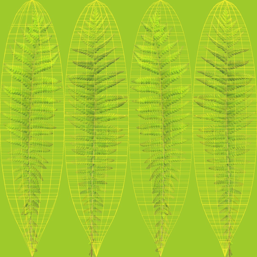3D 01-07 fern model https://p.turbosquid.com/ts-thumb/ib/ibR5pX/jkZRlL9Y/unwrap/jpg/1598602665/1920x1080/fit_q87/2e0fe6df32d7b4e89733ec522eae7875e43cd496/unwrap.jpg