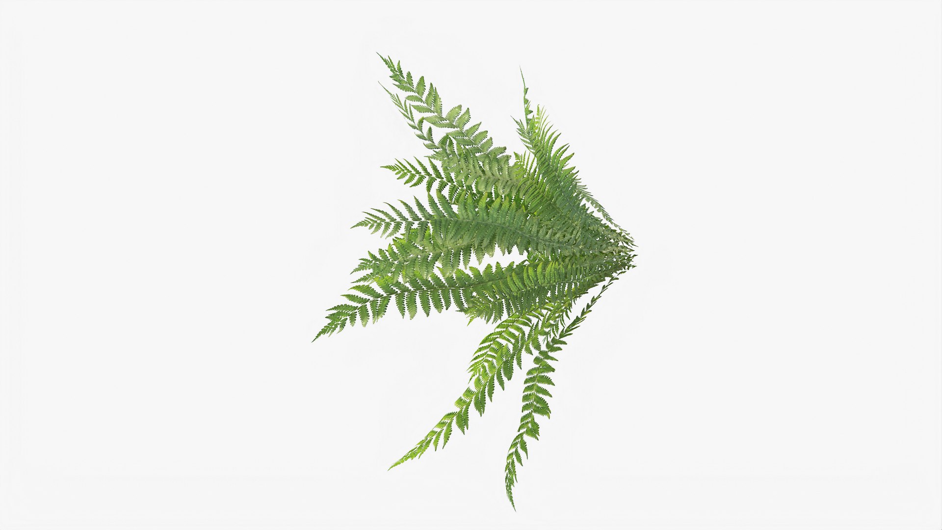 3D 01-07 fern model https://p.turbosquid.com/ts-thumb/ib/ibR5pX/jsyepBGS/b_0012/jpg/1598603123/1920x1080/fit_q87/701a4b97bbb23870b7c2349e223fcd2e539739bd/b_0012.jpg
