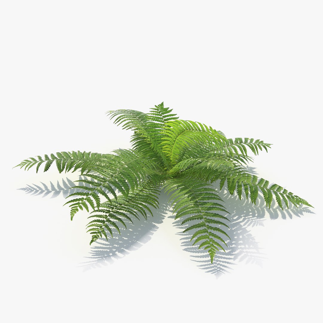 3D 01-07 fern model https://p.turbosquid.com/ts-thumb/ib/ibR5pX/lIPQteiZ/_sign/png/1598602838/1920x1080/fit_q87/639a8671118f38bb0ff95cb1a7b703c9a0b0ebdb/_sign.jpg