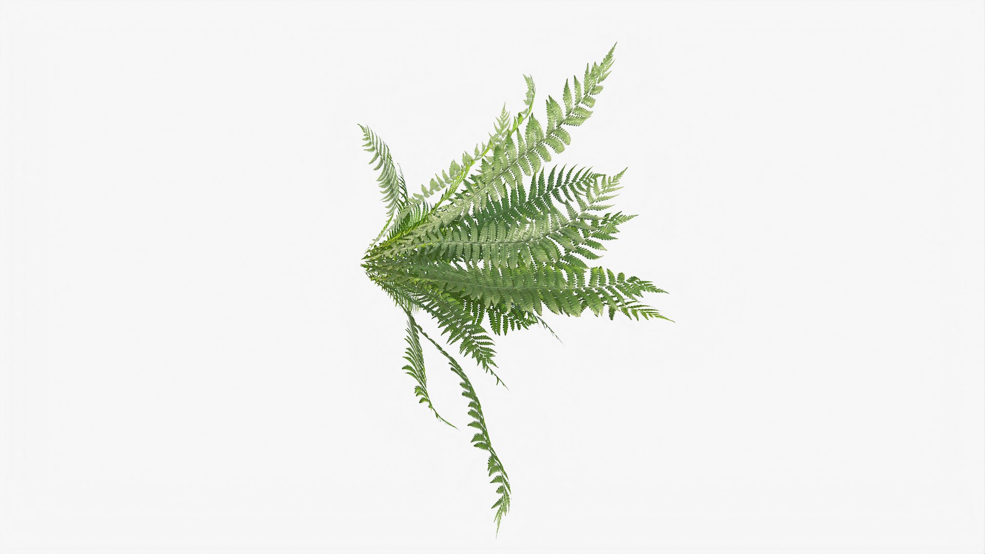 3D 01-07 fern model https://p.turbosquid.com/ts-thumb/ib/ibR5pX/lWXkL0Oy/b_0006/jpg/1598603121/1920x1080/fit_q87/dfb766bad396ff571da3aa8531553ee53a96cb26/b_0006.jpg
