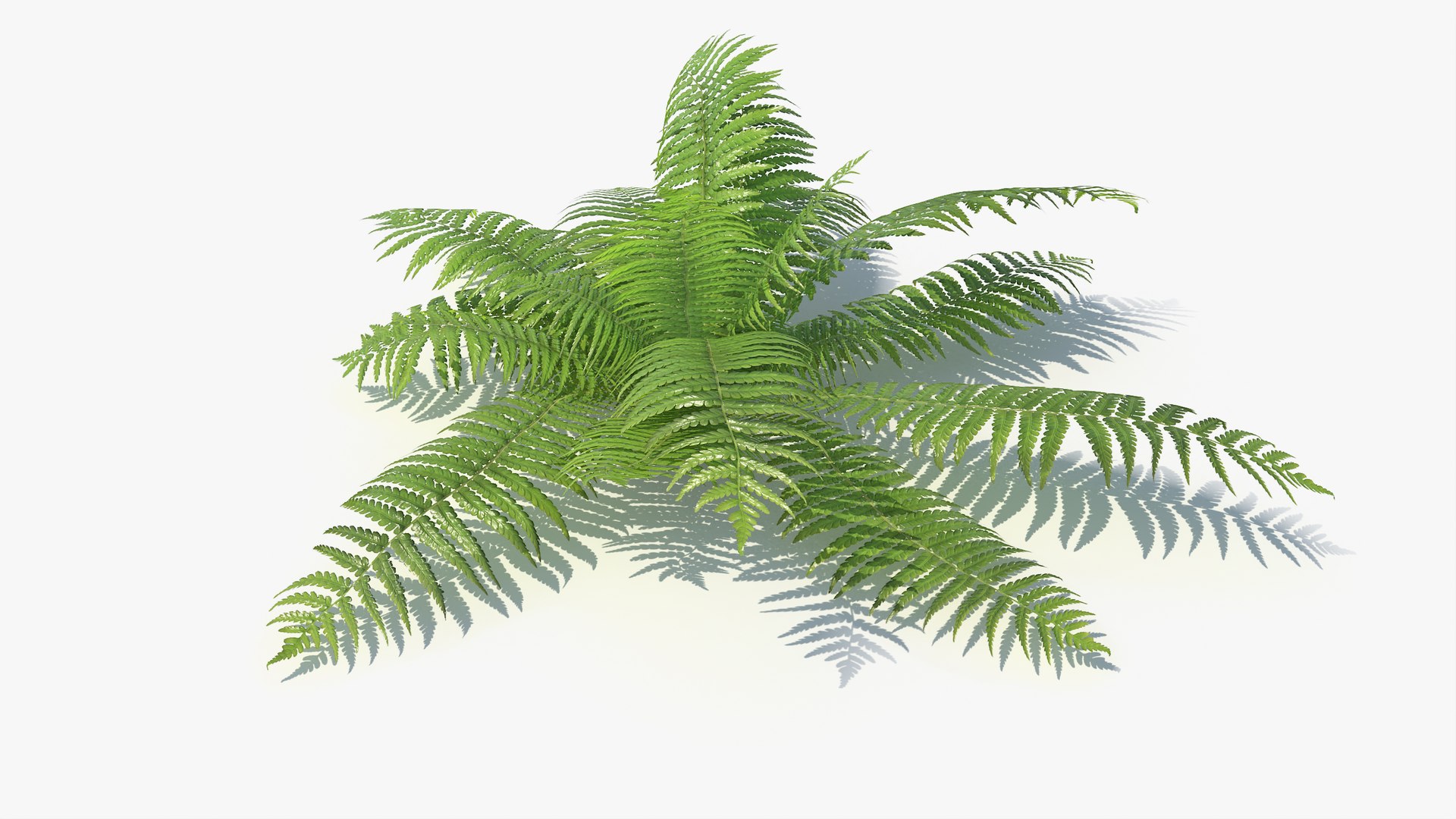 3D 01-07 fern model https://p.turbosquid.com/ts-thumb/ib/ibR5pX/mCIjygFZ/a_0003/jpg/1598602841/1920x1080/fit_q87/ab1dec4a44e7638c5629af91b2c9d59ca2aa3a0e/a_0003.jpg