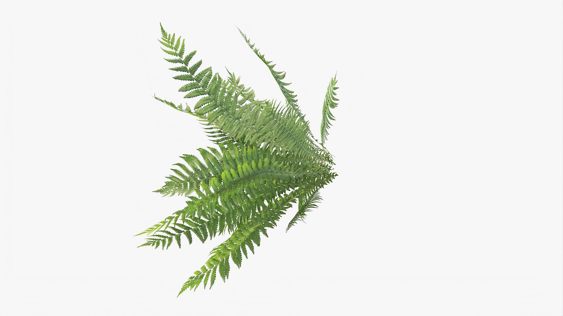 3D 01-07 fern model https://p.turbosquid.com/ts-thumb/ib/ibR5pX/mS4FPxG8/b_0012/jpg/1598603224/1920x1080/fit_q87/57ac77346db99fb9cfb11dfc45985485c48365ed/b_0012.jpg