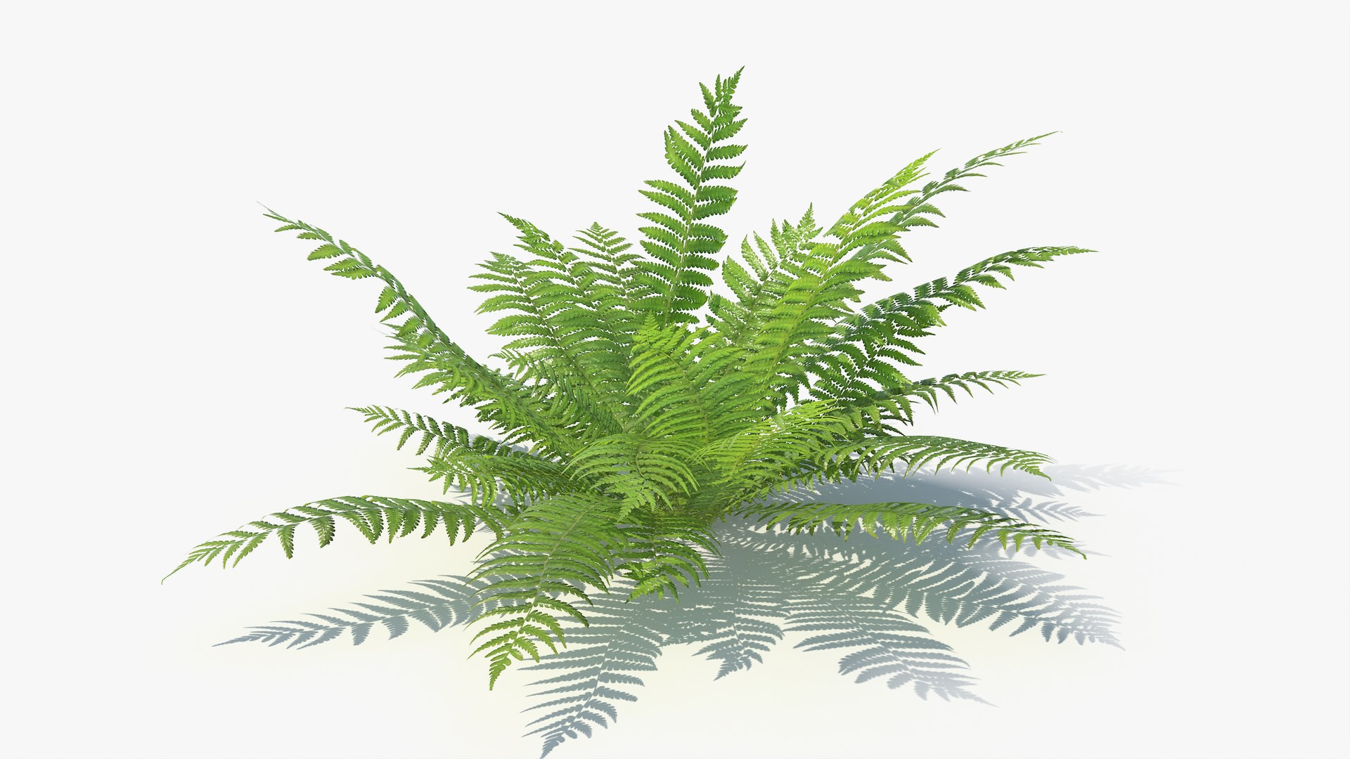 3D 01-07 fern model https://p.turbosquid.com/ts-thumb/ib/ibR5pX/nTwhClhI/a_0015/jpg/1598602979/1920x1080/fit_q87/cd63c8a88ab06a0b8e6b349d85254c8bdc2aad61/a_0015.jpg
