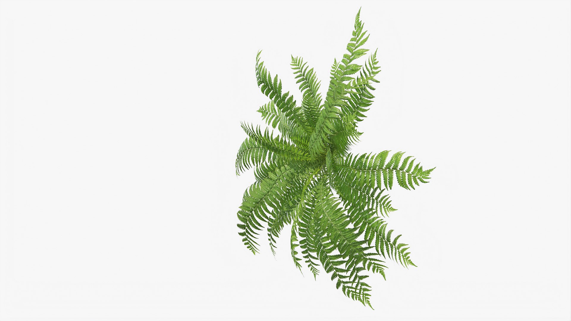 3D 01-07 fern model https://p.turbosquid.com/ts-thumb/ib/ibR5pX/nsOZLUKc/b_0015/jpg/1598603467/1920x1080/fit_q87/1e1f51a18e19bcf5233451bc22461c9fc0f90217/b_0015.jpg