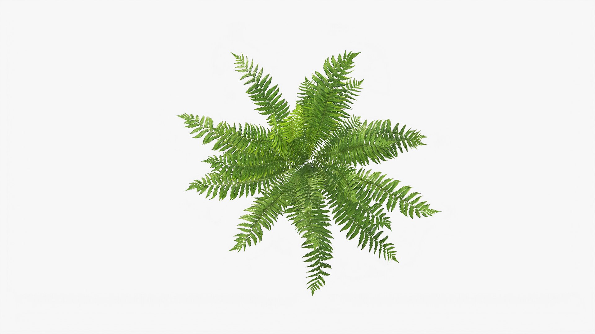 3D 01-07 fern model https://p.turbosquid.com/ts-thumb/ib/ibR5pX/o7hVYpZp/b_0000/jpg/1598602977/1920x1080/fit_q87/bffb9d6d98c2280e8ccc6551b8c2d58c5262a115/b_0000.jpg