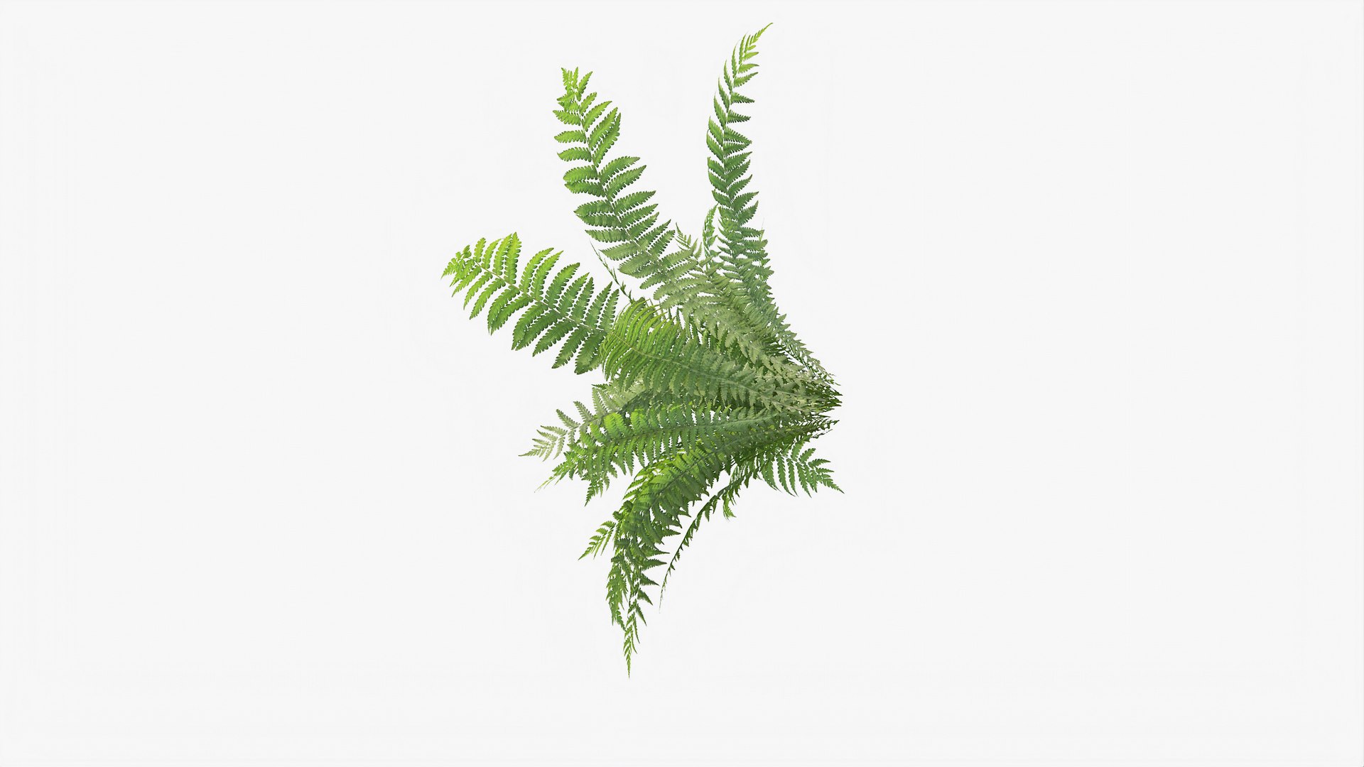 3D 01-07 fern model https://p.turbosquid.com/ts-thumb/ib/ibR5pX/o9AMZyOk/b_0012/jpg/1598603360/1920x1080/fit_q87/ea565e7dfd1a012fb3930b445d58d6e5d8930823/b_0012.jpg