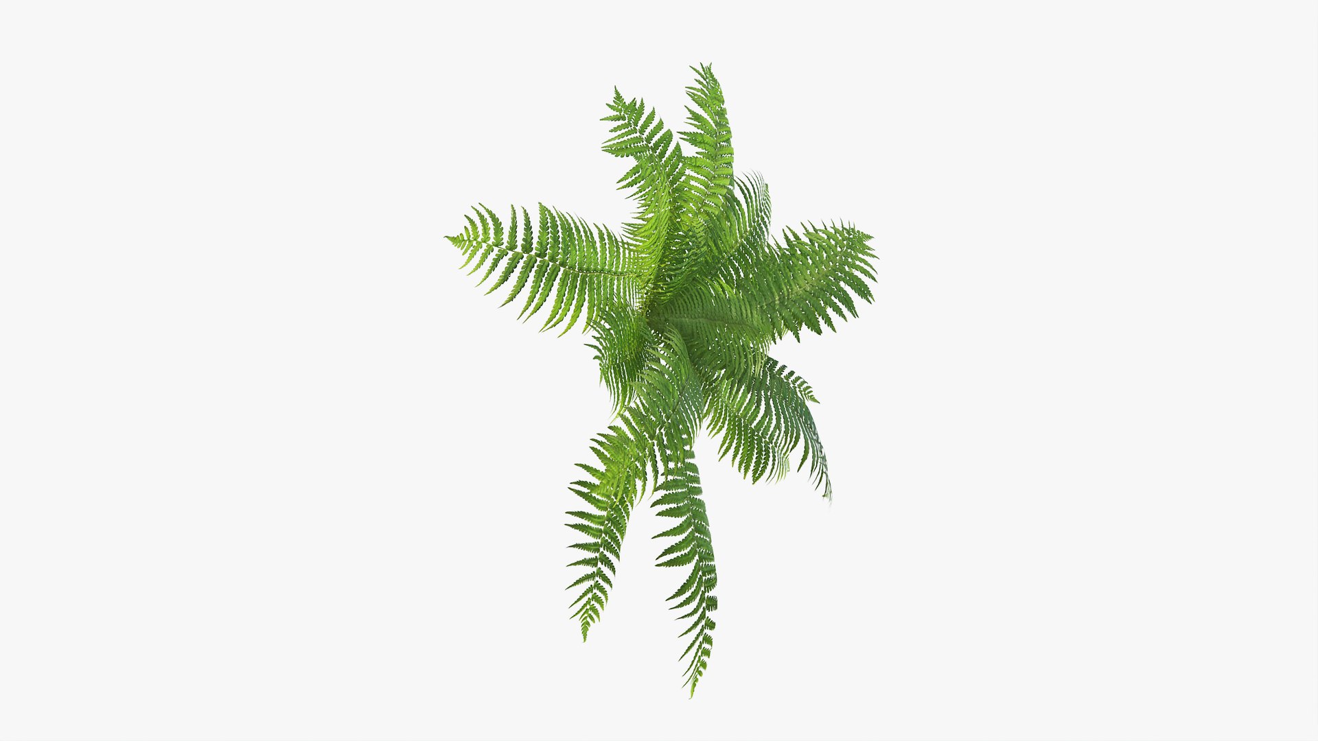 3D 01-07 fern model https://p.turbosquid.com/ts-thumb/ib/ibR5pX/oYdPpPDb/b_0003/jpg/1598602853/1920x1080/fit_q87/6a39ddffae7ab19e172887a66a07e8220073cf58/b_0003.jpg