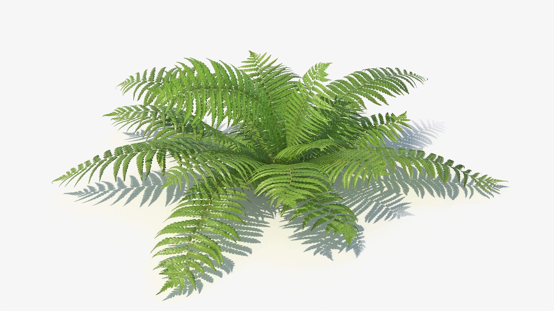 3D 01-07 fern model https://p.turbosquid.com/ts-thumb/ib/ibR5pX/pQ5swCMB/a_0009/jpg/1598602847/1920x1080/fit_q87/5ef2f419153d23802b5d815618346bedcb1f609b/a_0009.jpg