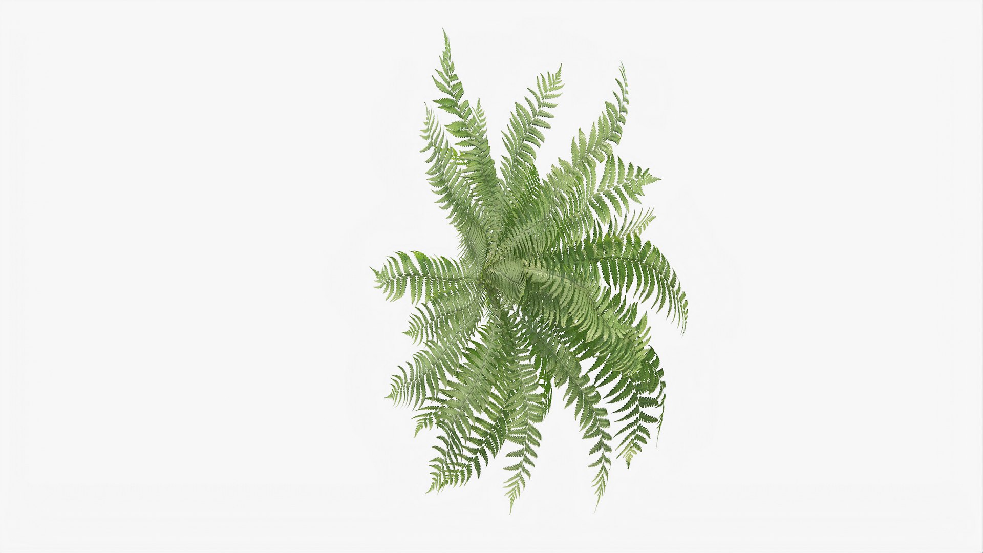 3D 01-07 fern model https://p.turbosquid.com/ts-thumb/ib/ibR5pX/pjrKimUo/b_0006/jpg/1598603463/1920x1080/fit_q87/6edce79dac23296e6831126310e993a71028a4b7/b_0006.jpg