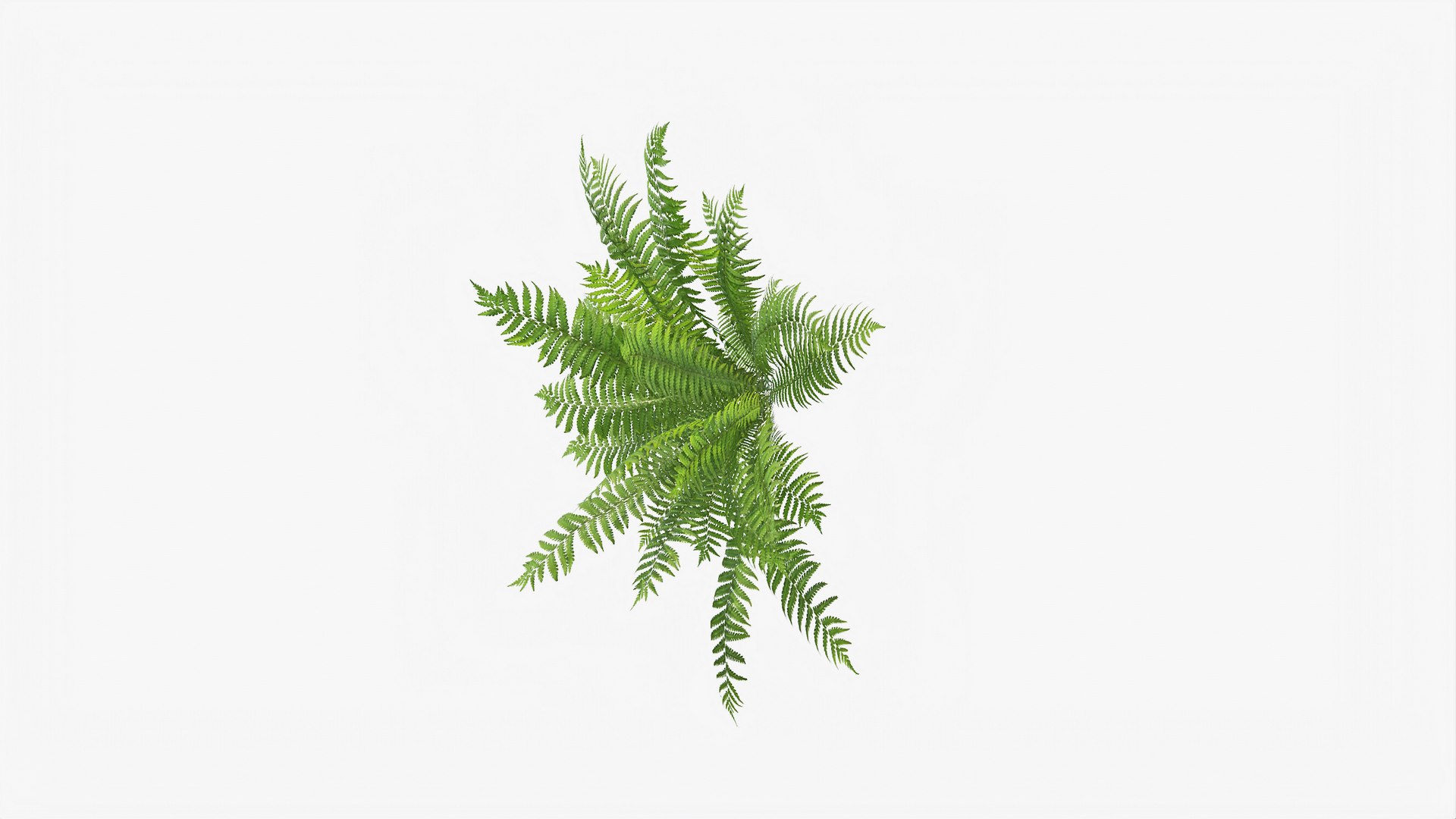 3D 01-07 fern model https://p.turbosquid.com/ts-thumb/ib/ibR5pX/q85dNT09/b_0015/jpg/1598602982/1920x1080/fit_q87/891c2d8b995c793185c7dc2f03335335802d5bcf/b_0015.jpg