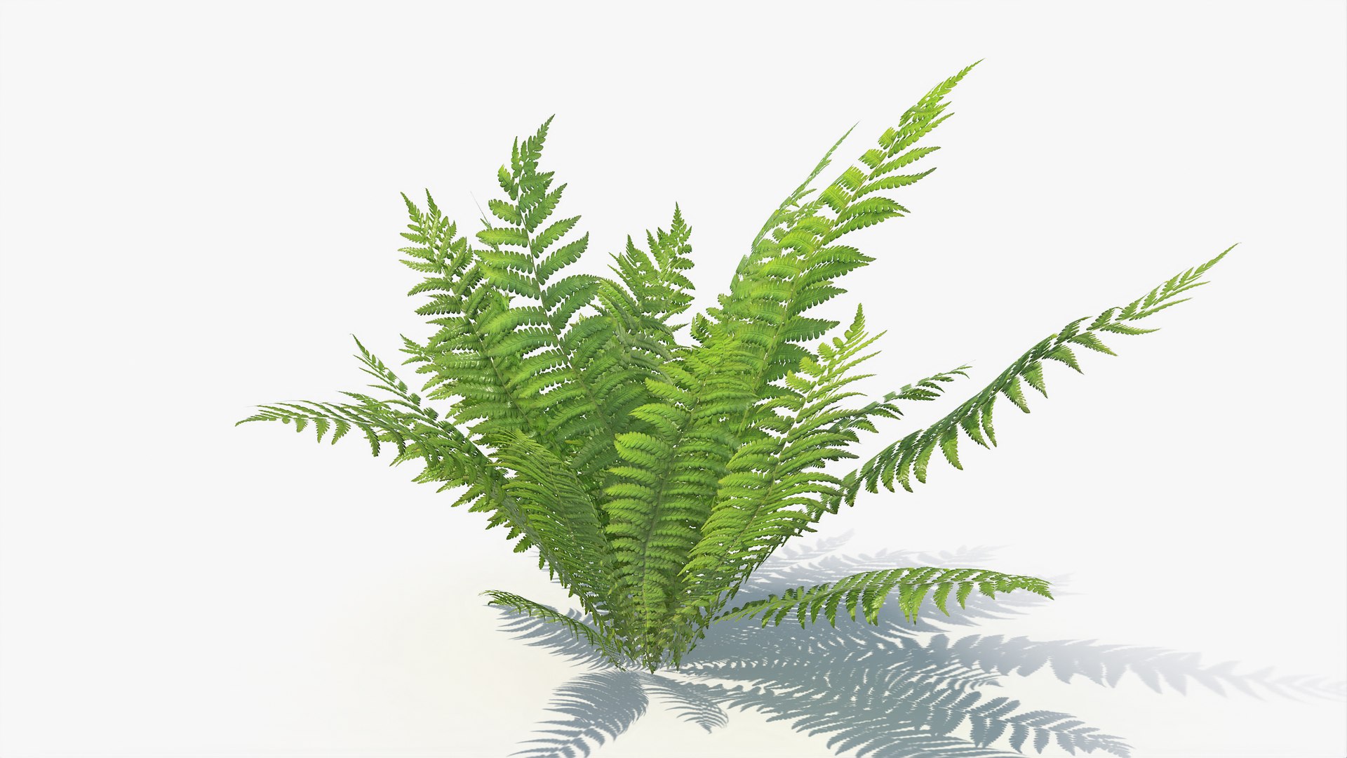 3D 01-07 fern model https://p.turbosquid.com/ts-thumb/ib/ibR5pX/qDCd4Scc/a_0009/jpg/1598603218/1920x1080/fit_q87/4d302f791dcfc2eb3f4d79d896907fd15d21ec31/a_0009.jpg