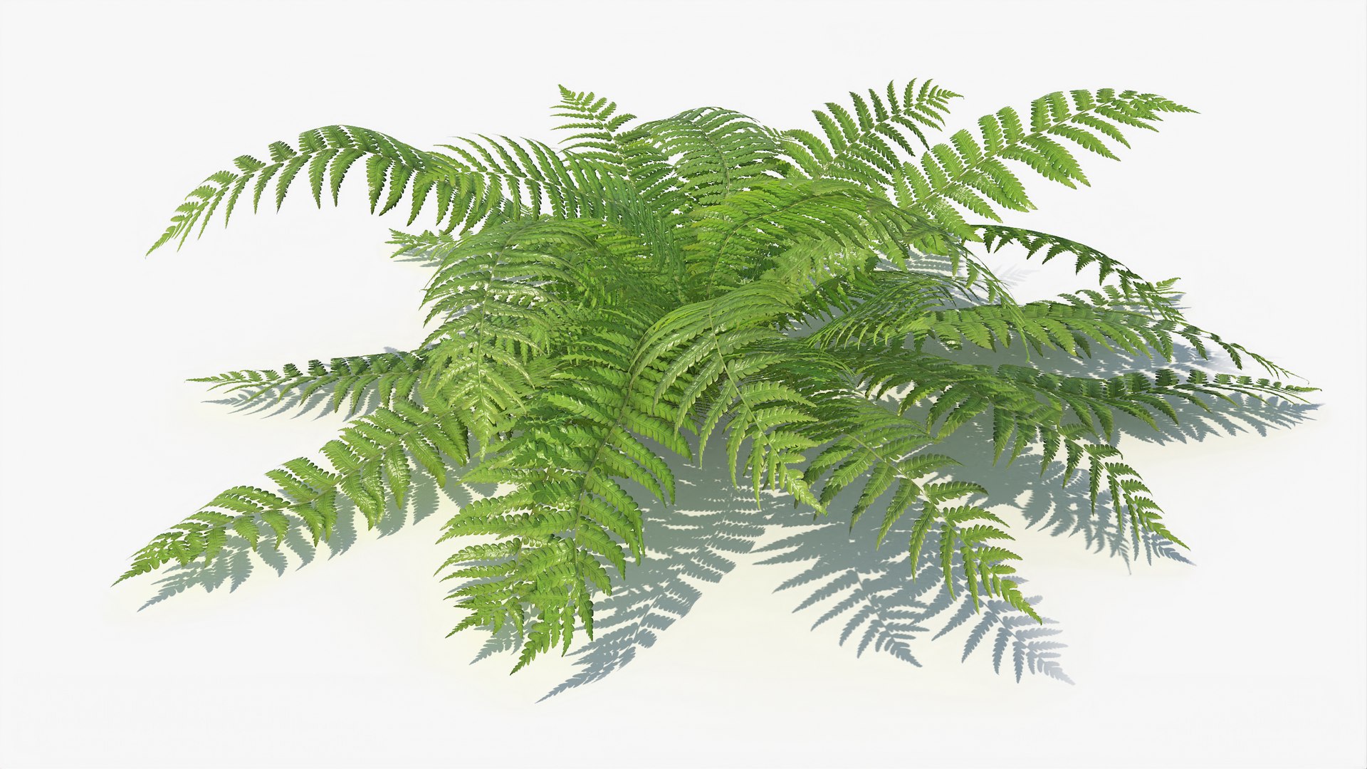 3D 01-07 fern model https://p.turbosquid.com/ts-thumb/ib/ibR5pX/r4eVG9M8/a_0003/jpg/1598603456/1920x1080/fit_q87/1e1ecd0f352e8e731f69a1c79faef3d9b0908bfd/a_0003.jpg