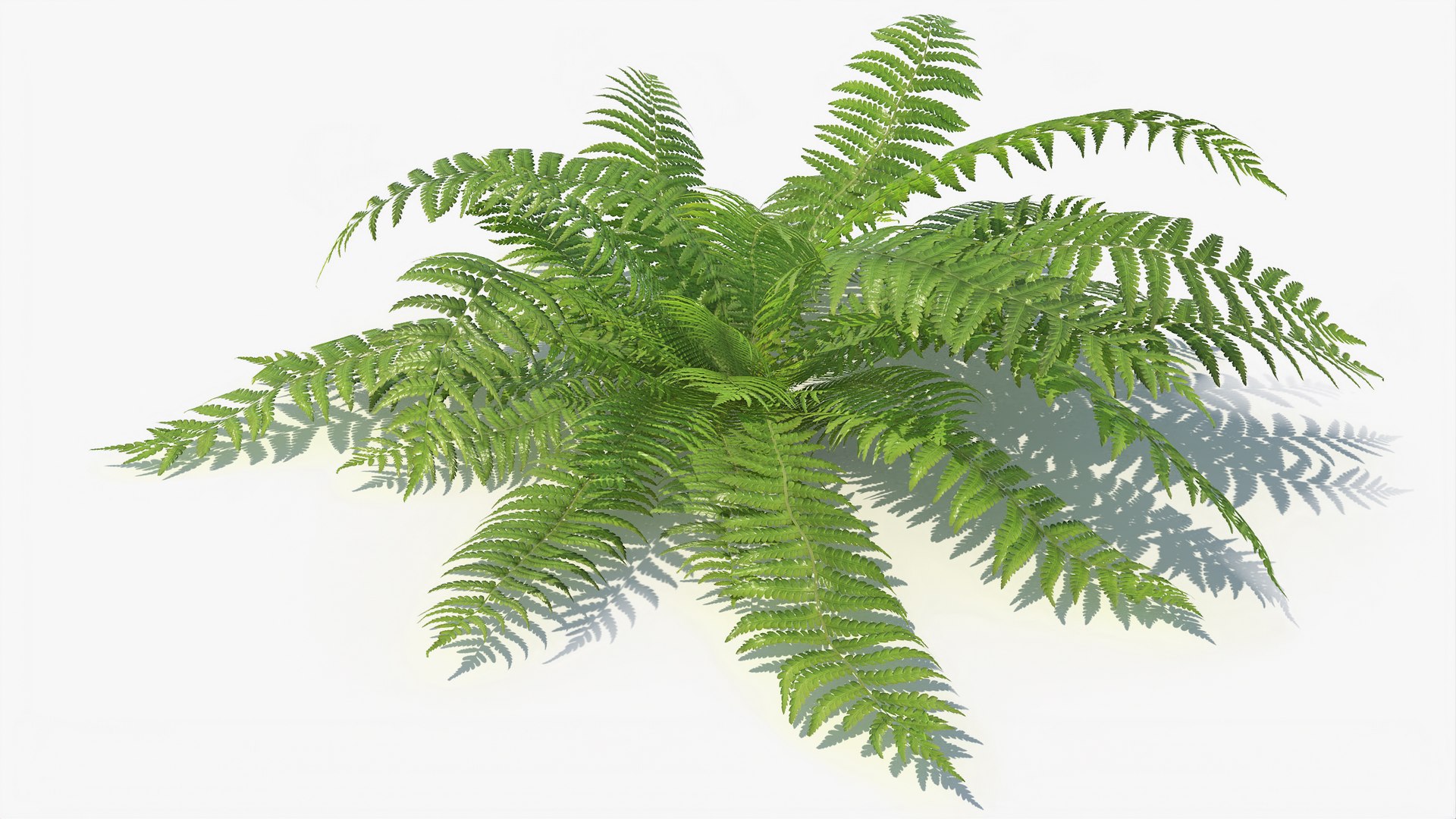 3D 01-07 fern model https://p.turbosquid.com/ts-thumb/ib/ibR5pX/sViMYH9u/a_0006/jpg/1598603459/1920x1080/fit_q87/a3a82e9114cc0aea03568ea3a0b45b1252f73741/a_0006.jpg
