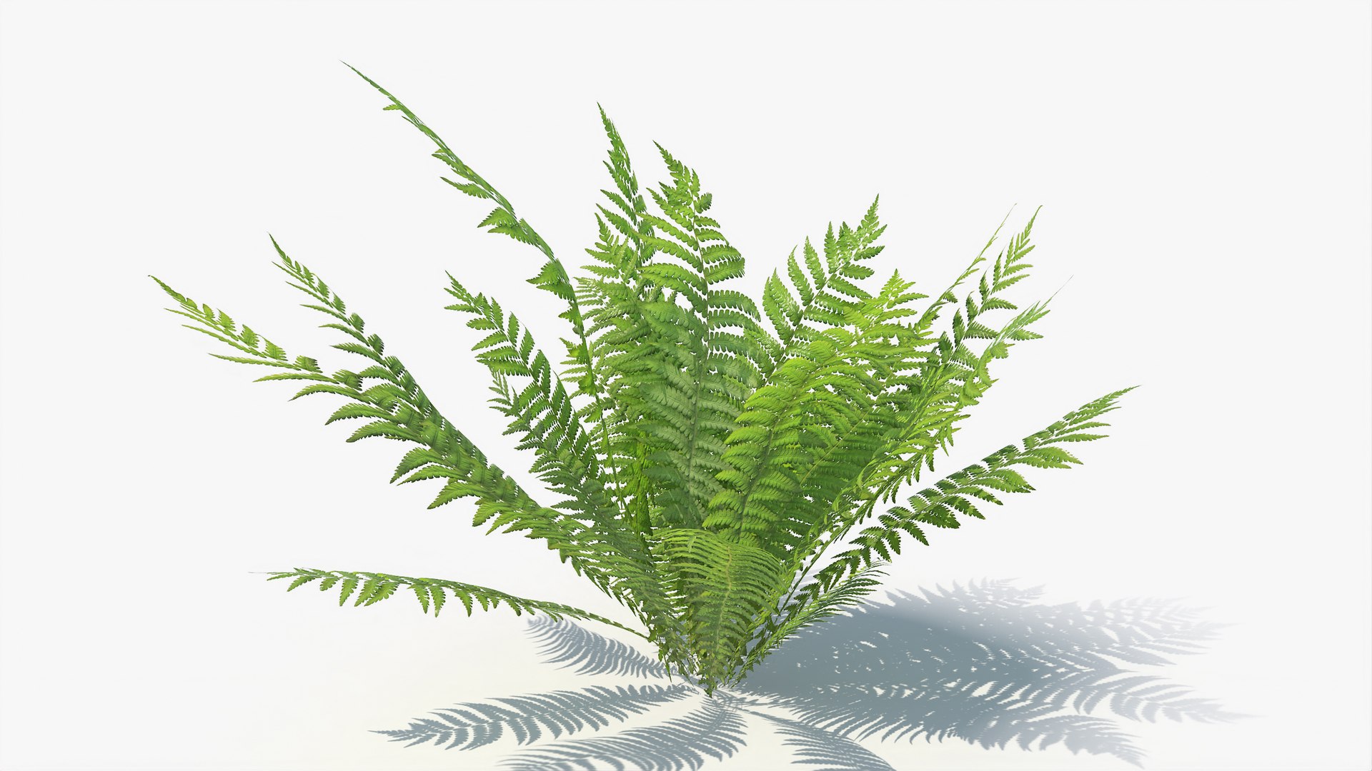 3D 01-07 fern model https://p.turbosquid.com/ts-thumb/ib/ibR5pX/slrdHYM7/a_0003/jpg/1598603213/1920x1080/fit_q87/5f7ad197f79f77c0190cb8e3b4d1487b215547cb/a_0003.jpg