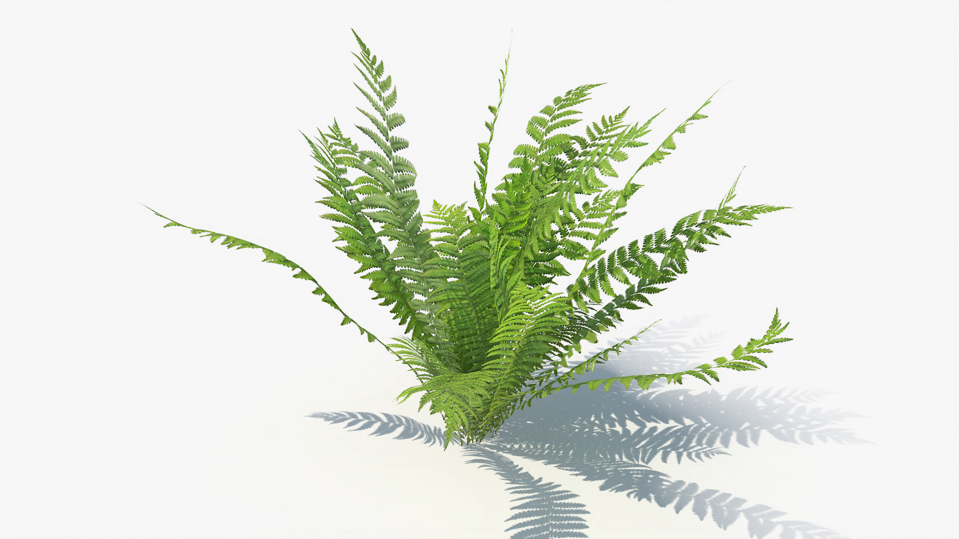 3D 01-07 fern model https://p.turbosquid.com/ts-thumb/ib/ibR5pX/spCpqSKE/t/jpg/1598602034/1920x1080/turn_fit_q99/7c71d8a907cb6b968951a064d1f4b4526960b19d/t-1.jpg