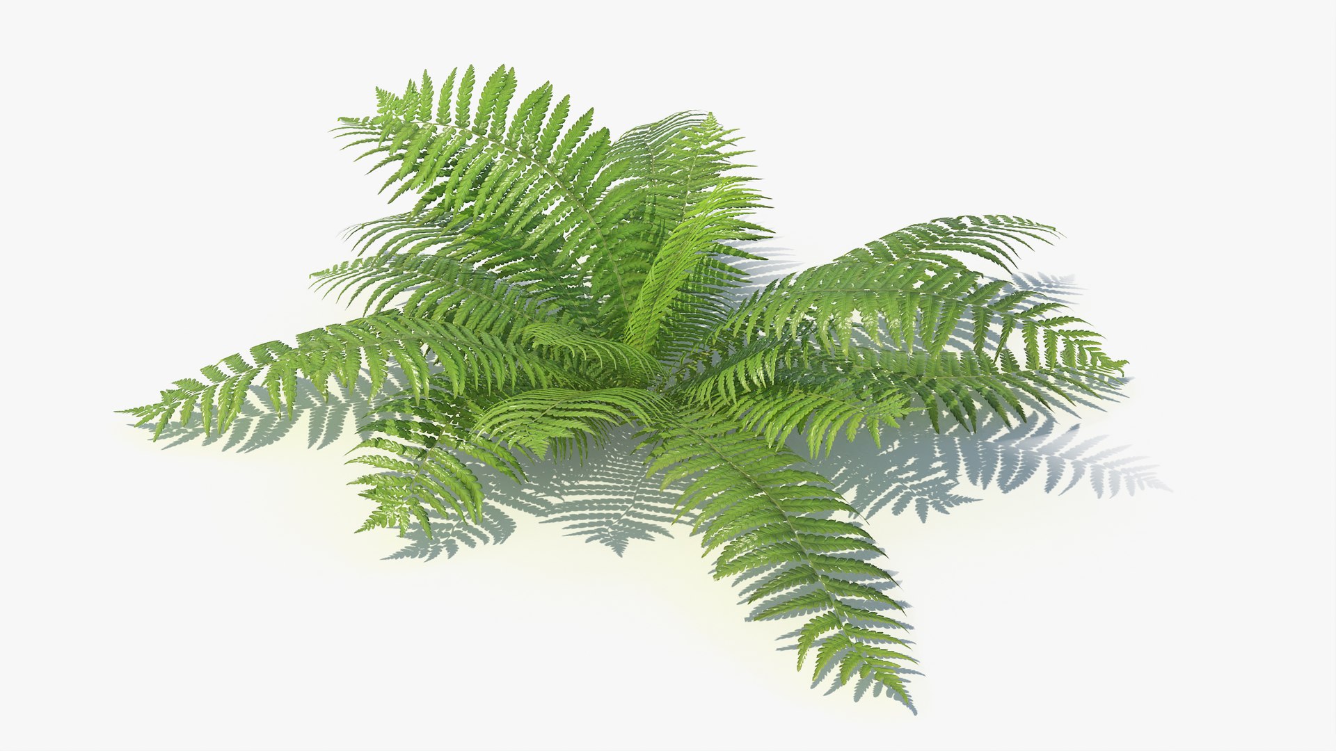 3D 01-07 fern model https://p.turbosquid.com/ts-thumb/ib/ibR5pX/tBLcgvyt/a_0006/jpg/1598602843/1920x1080/fit_q87/6bfed7e24e3b3fd344e6d97a3542e3effe942897/a_0006.jpg