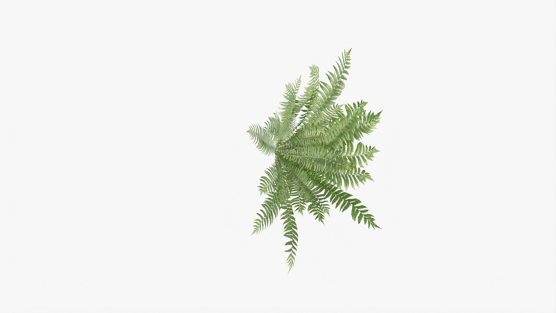 3D 01-07 fern model https://p.turbosquid.com/ts-thumb/ib/ibR5pX/v9FhgYug/b_0006/jpg/1598602983/1920x1080/fit_q87/af345df7c2eabb063a90203093af8a5be608594b/b_0006.jpg