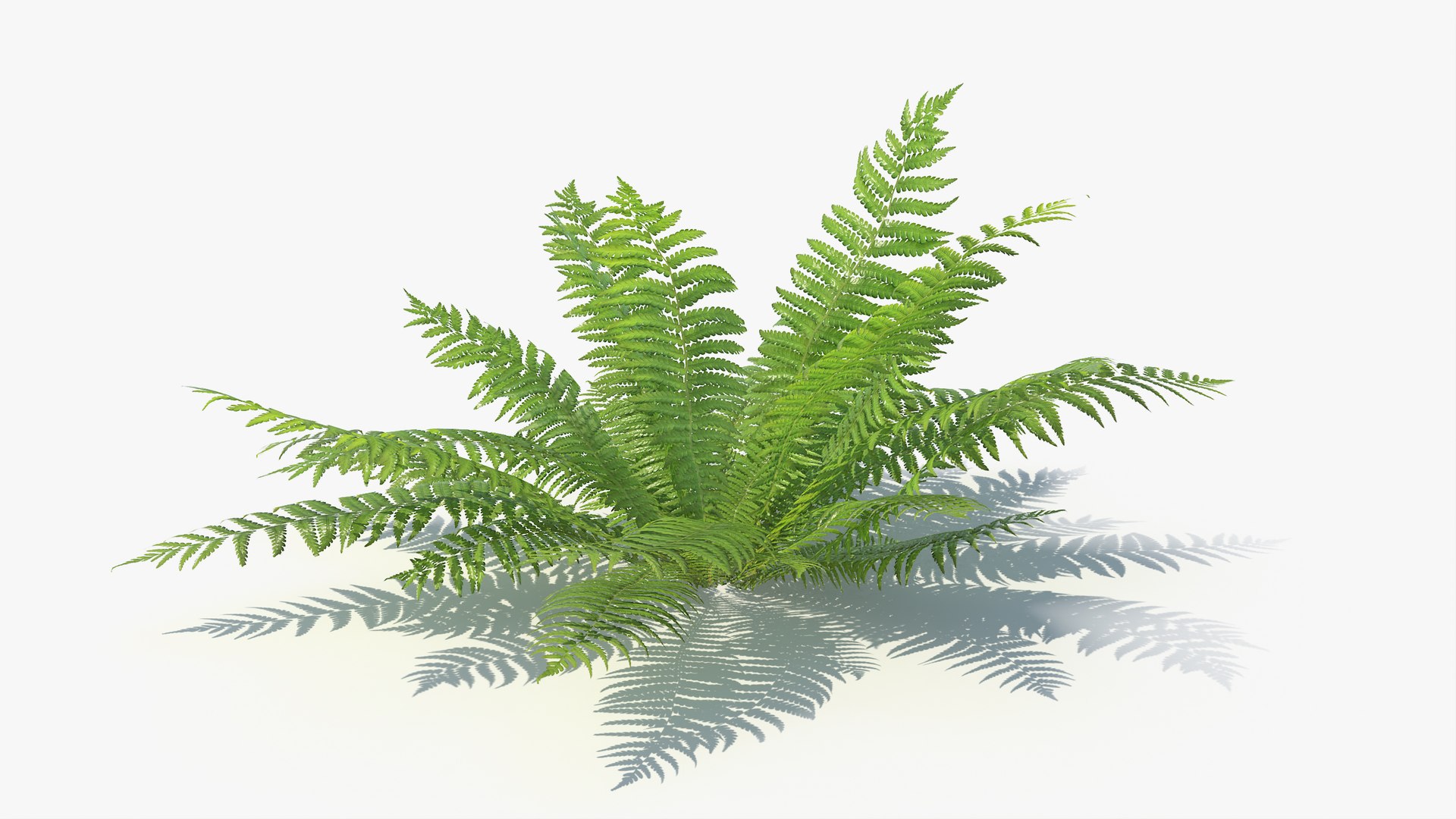 3D 01-07 fern model https://p.turbosquid.com/ts-thumb/ib/ibR5pX/vdtqDyGU/a_0012/jpg/1598602979/1920x1080/fit_q87/001ff0aff6ac705bfceaaef537da856b7928a50f/a_0012.jpg