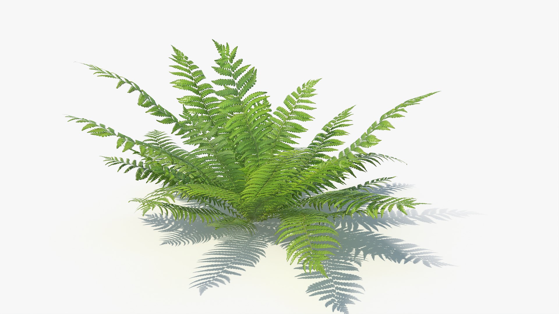 3D 01-07 fern model https://p.turbosquid.com/ts-thumb/ib/ibR5pX/vxB67Q0M/a_0006/jpg/1598602975/1920x1080/fit_q87/d62c8d8196dd72185ed1376b4d07846590659509/a_0006.jpg