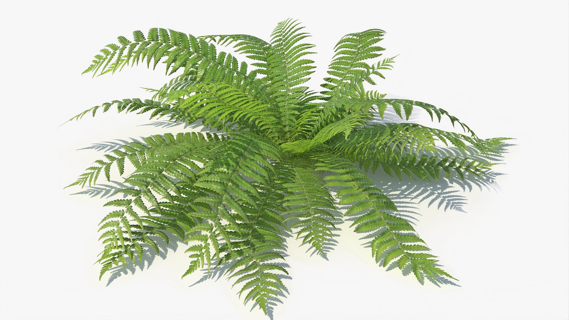 3D 01-07 fern model https://p.turbosquid.com/ts-thumb/ib/ibR5pX/x1xtcgHS/a_0015/jpg/1598603462/1920x1080/fit_q87/fe43bc49bd93b869baced968fd0b42502724d4fe/a_0015.jpg