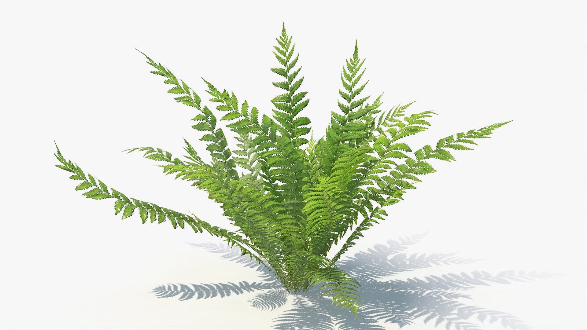 3D 01-07 fern model https://p.turbosquid.com/ts-thumb/ib/ibR5pX/xyoyz55u/a_0012/jpg/1598603119/1920x1080/fit_q87/f3272a571f0e1fd40987b59db6802232f1fc0e0f/a_0012.jpg